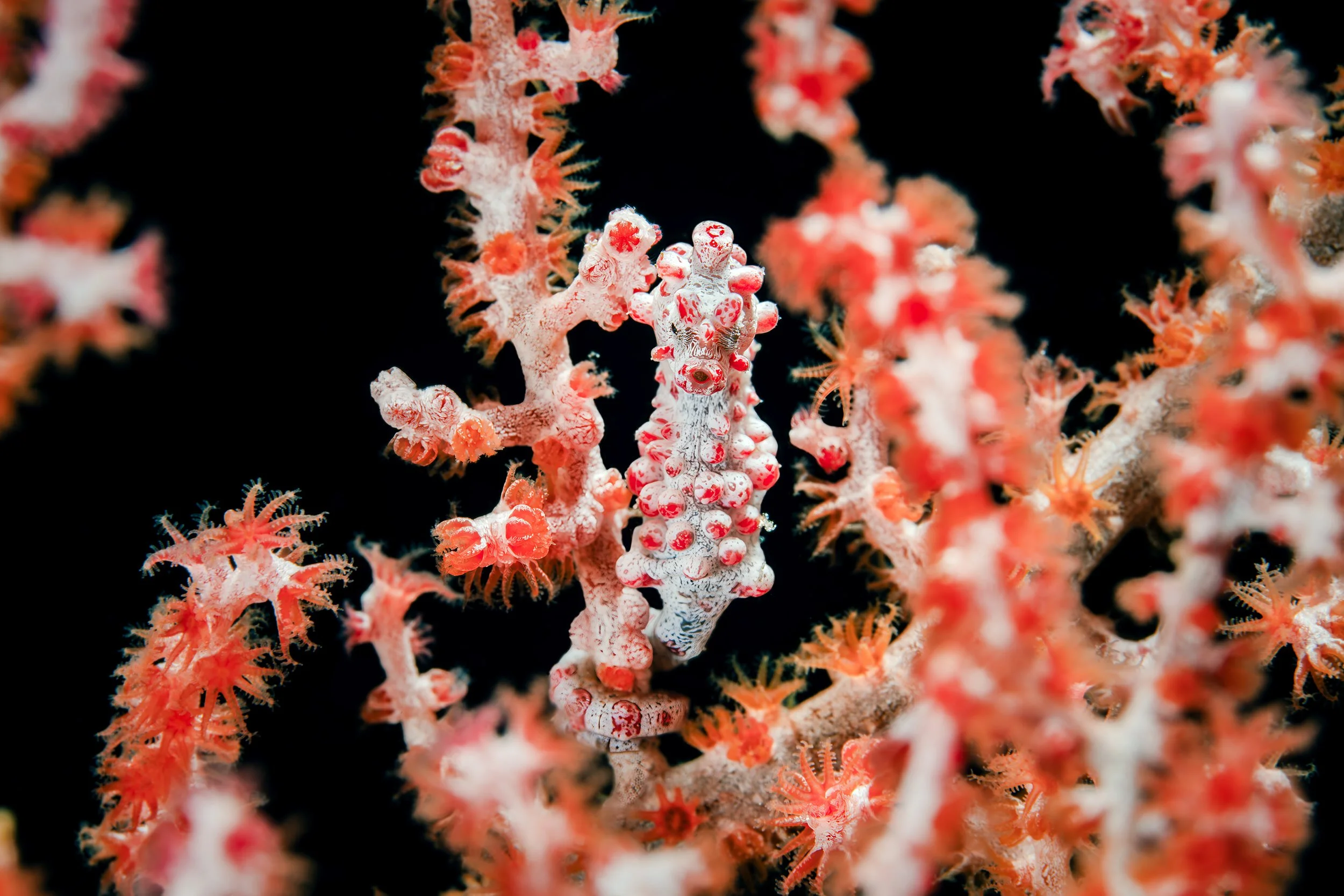 Pygmy seahorse - Indonesia