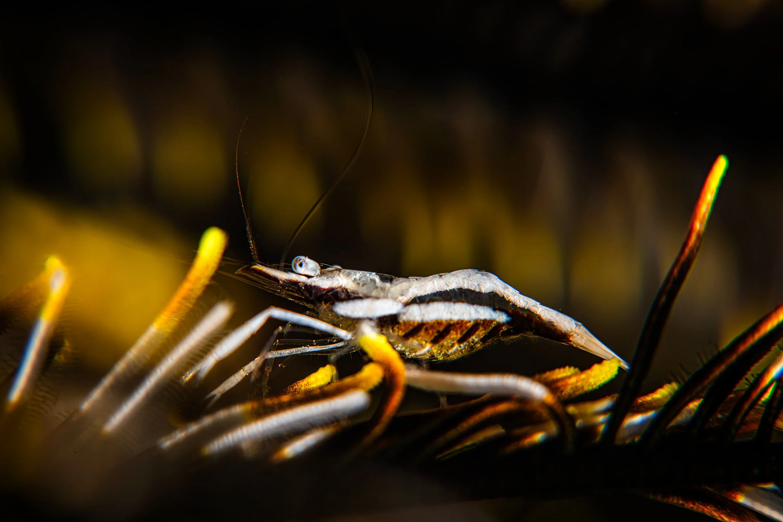 Golden Sanctuary: A Crinoid Shrimp in Perfect Camouflage - Maldives