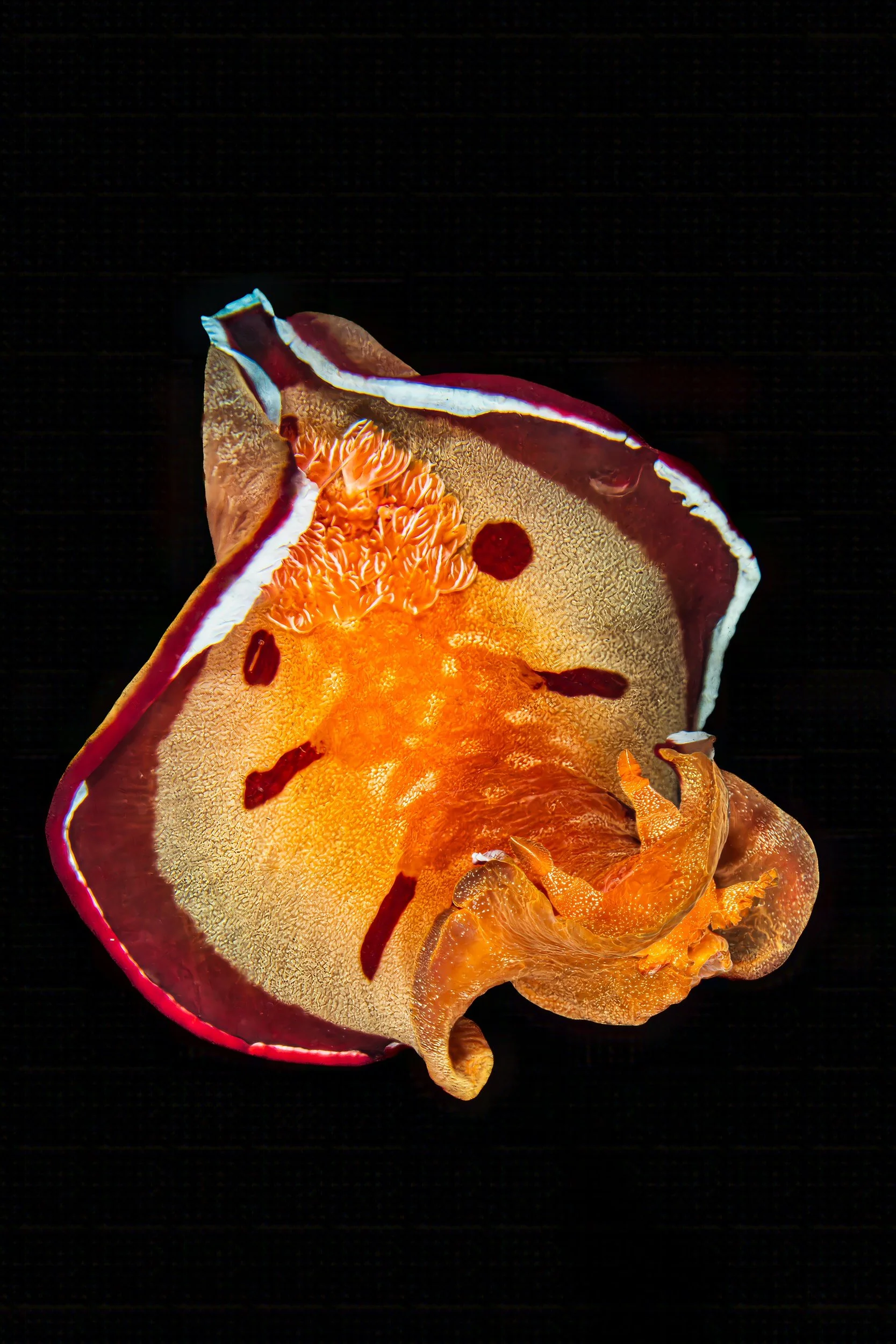 Spanish dancer nudibranch - Indonesia
