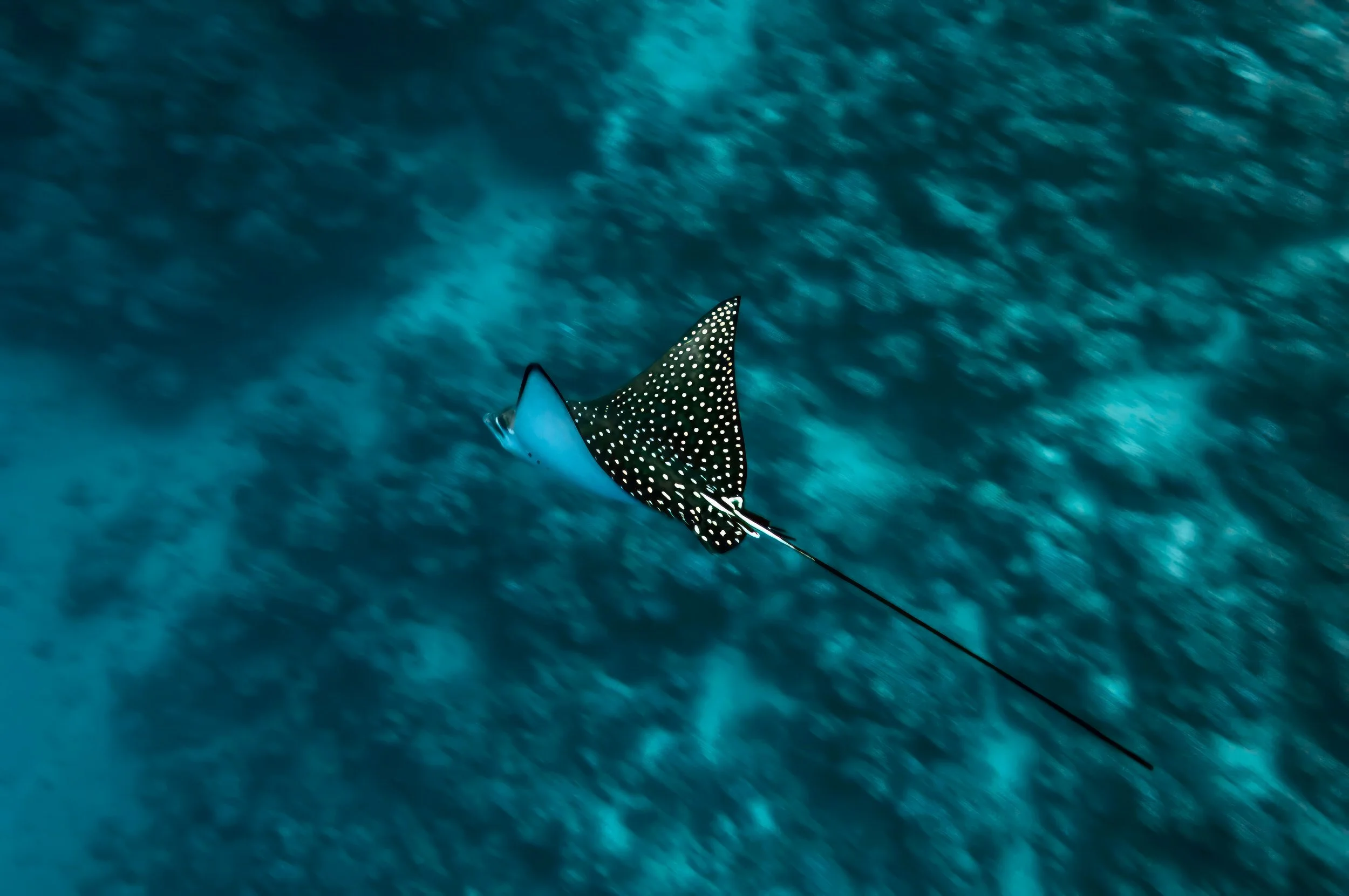 Eagle ray - Saudi Arabia