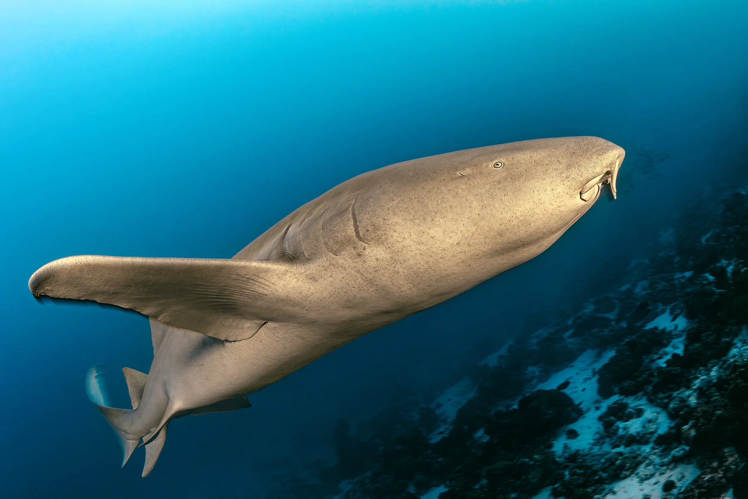 Nurse shark - Maldives
