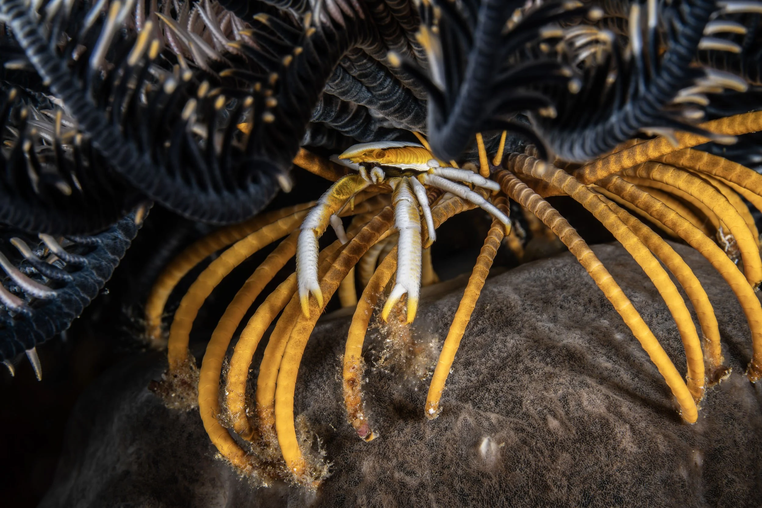 Elegant squat lobster - Indonesia