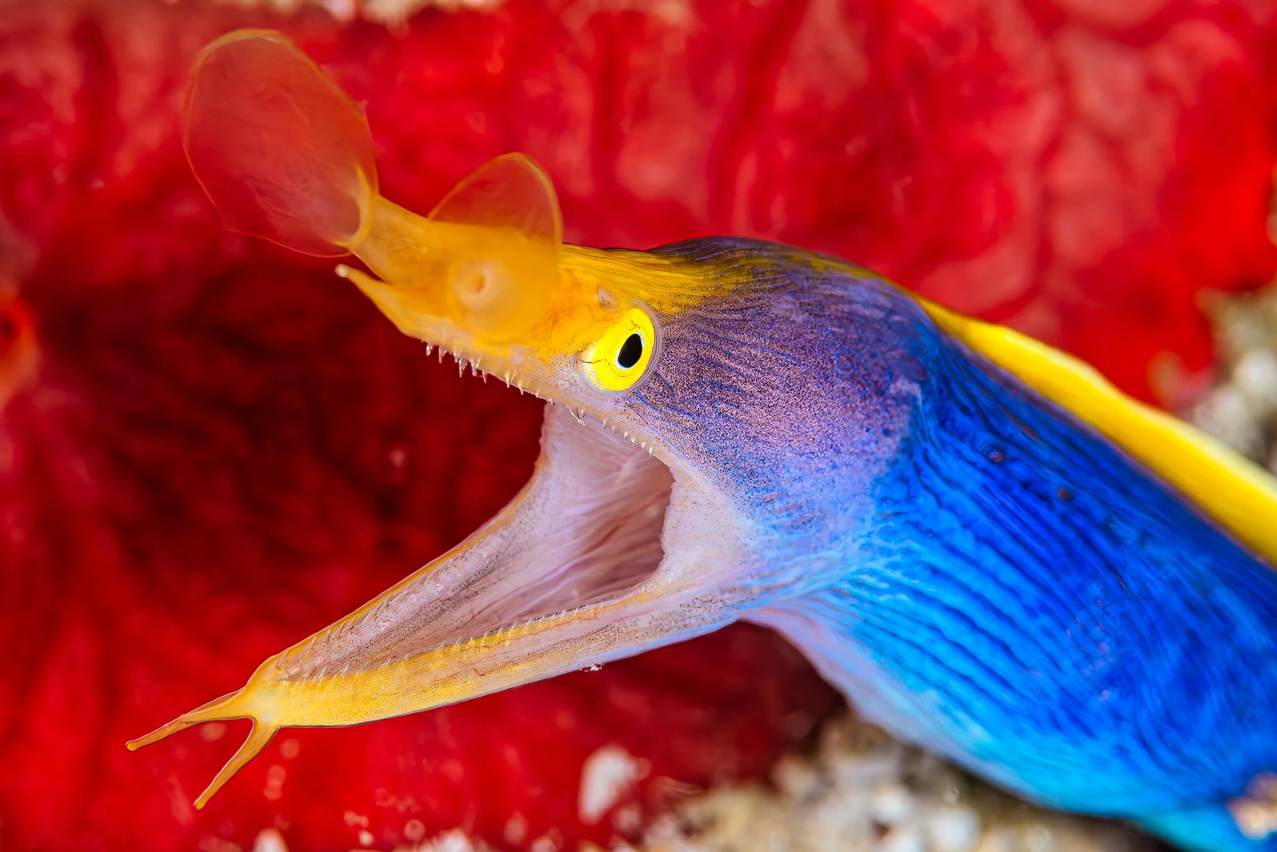 Ribbon eel - Madagascar