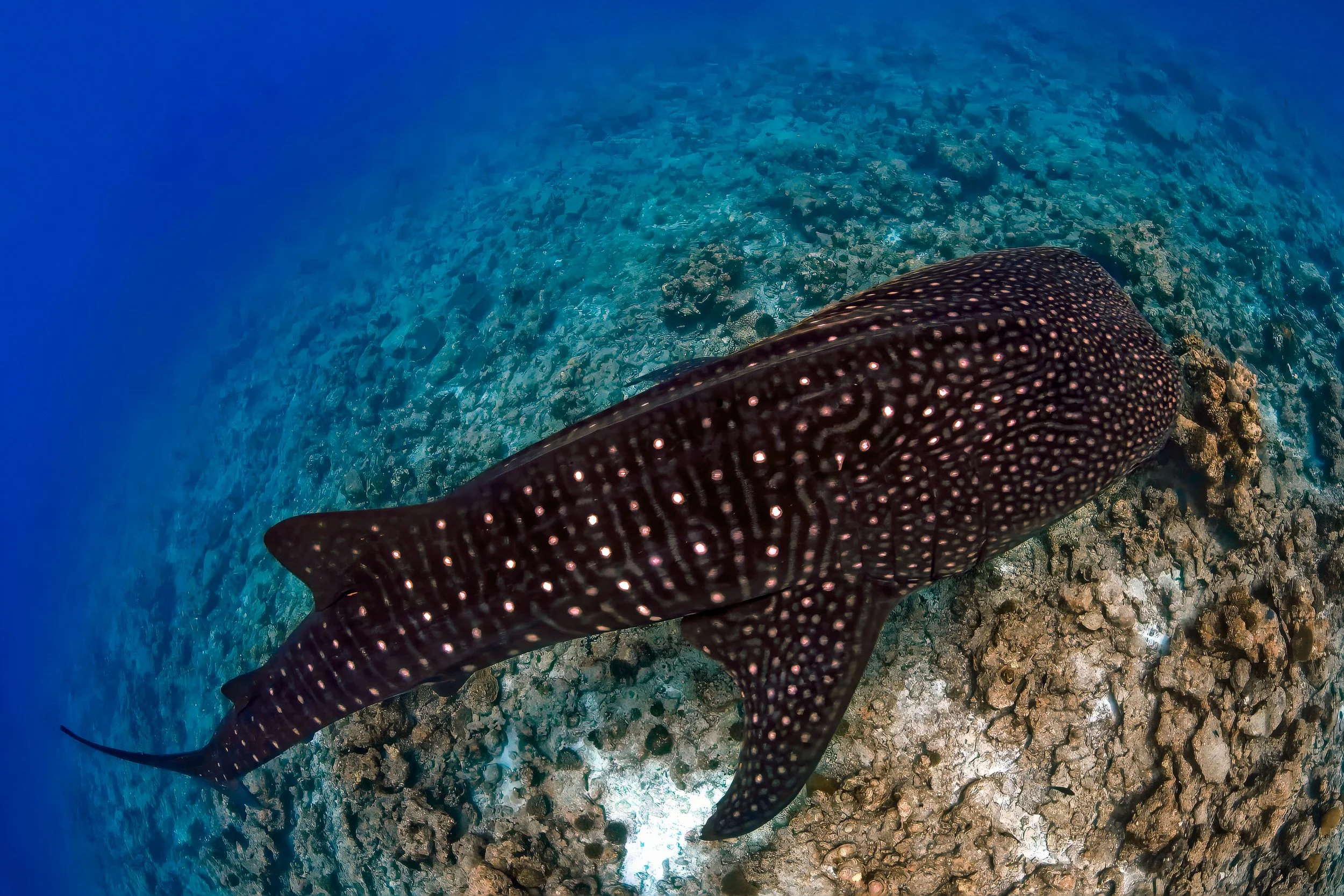Whale shark - Maldives