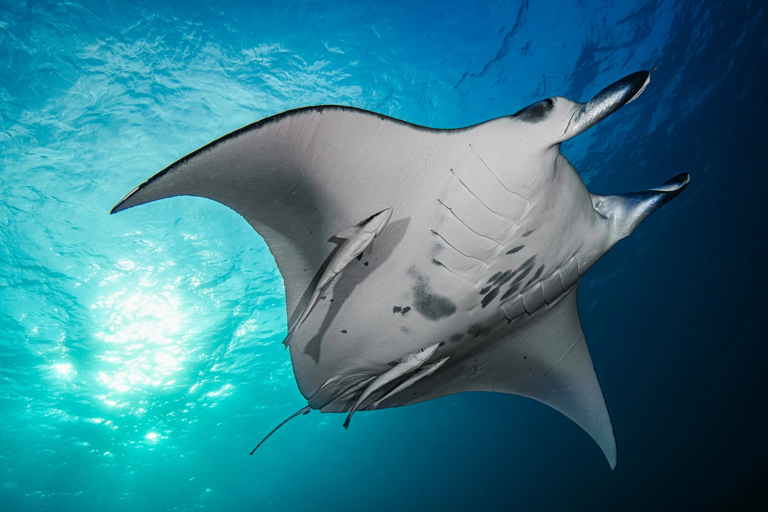 Grace Beneath the Surface: A Manta Ray’s Dance with the Light - Maldives