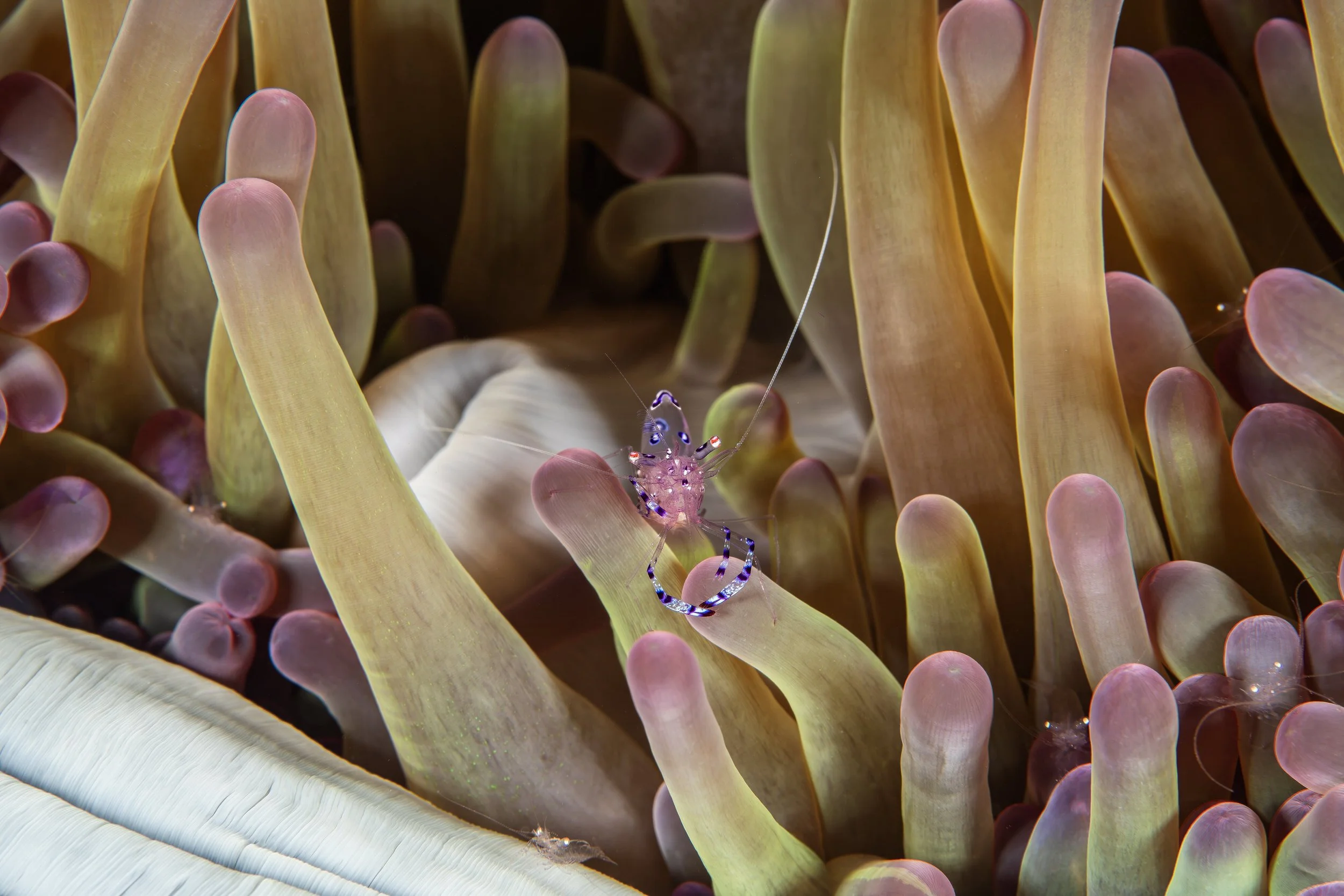 Anemone Shrimp - Indonesia