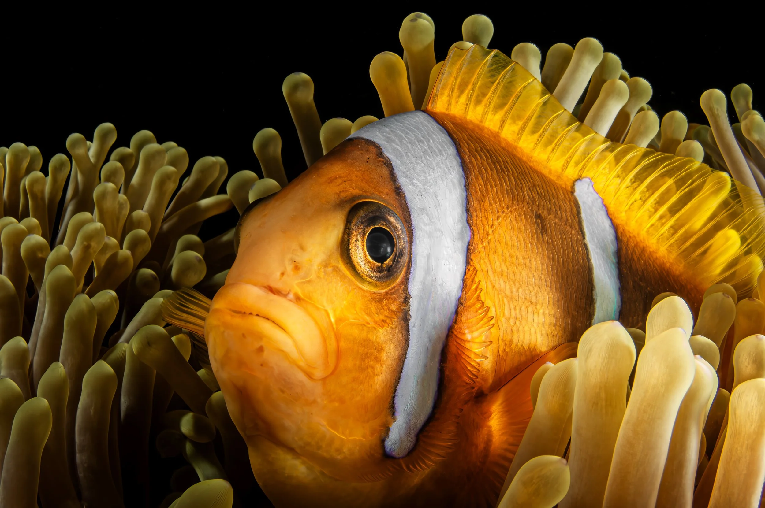 Anemonefish - Saudi Arabia