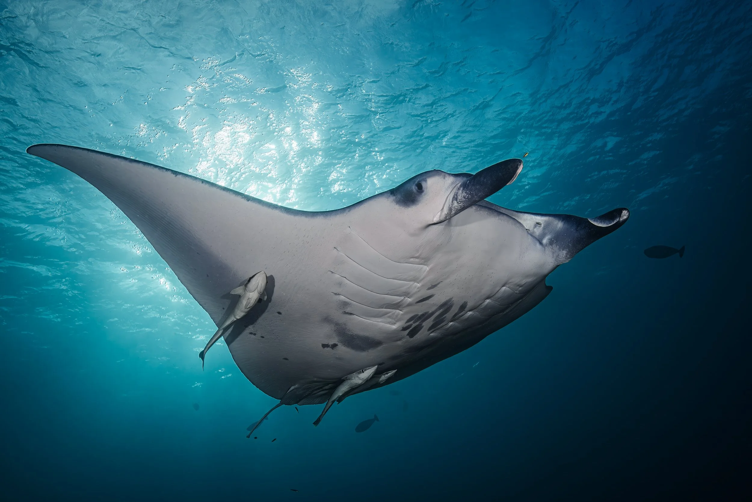 Graceful Companions: A Manta Ray and Its Remoras Beneath the Surface - Maldives