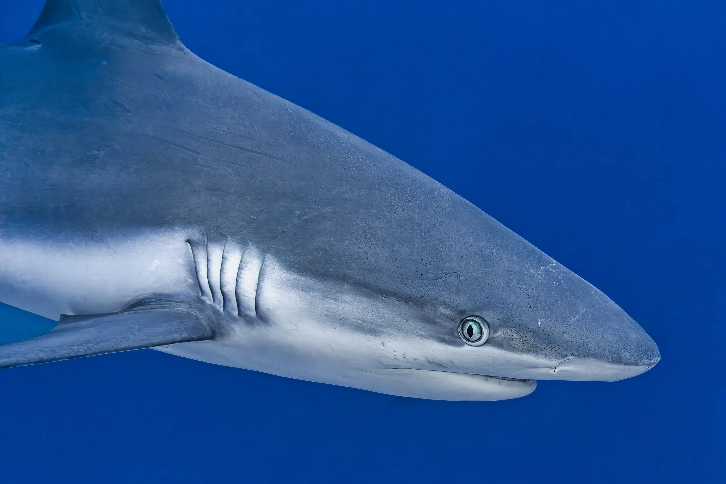 Grey reef shark - Maldives