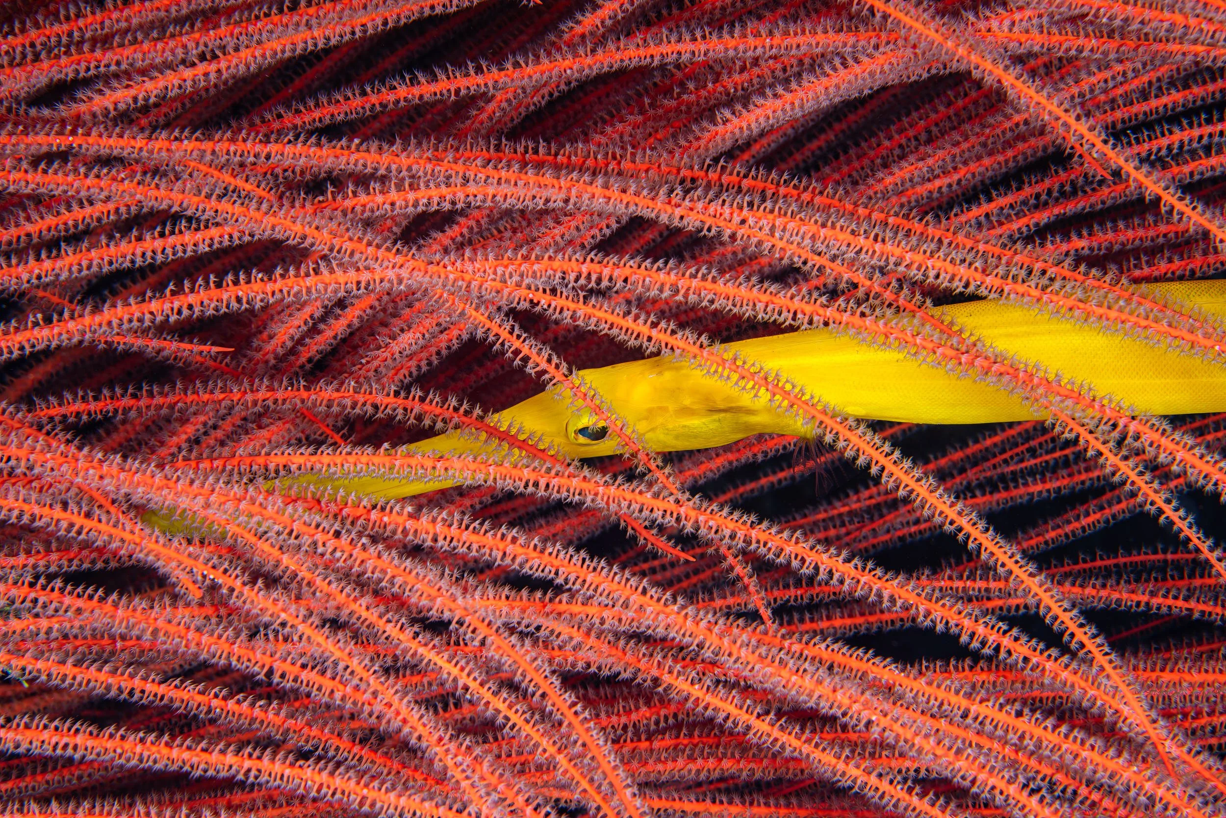 Trumpetfish on gorgonian - Indonesia
