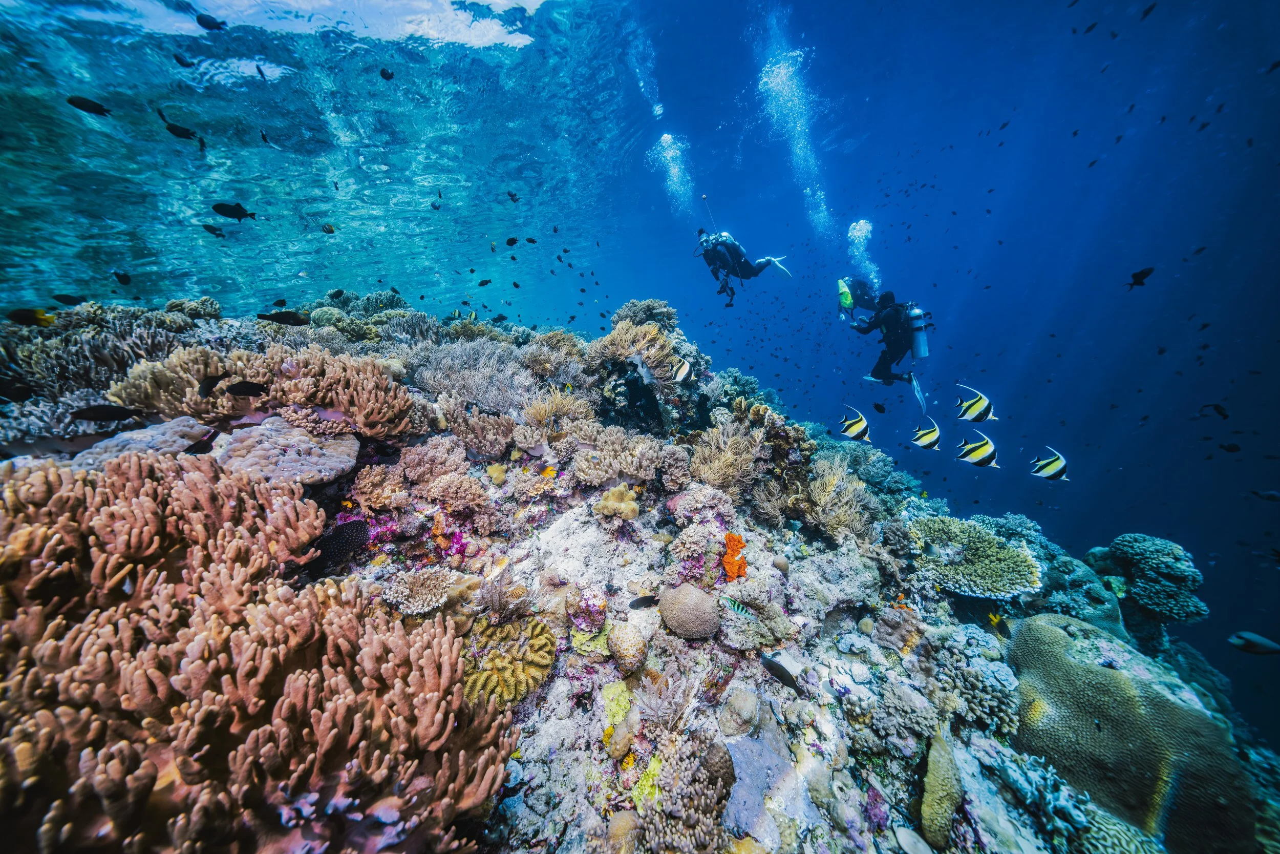 Divers on the reef - Indonesia