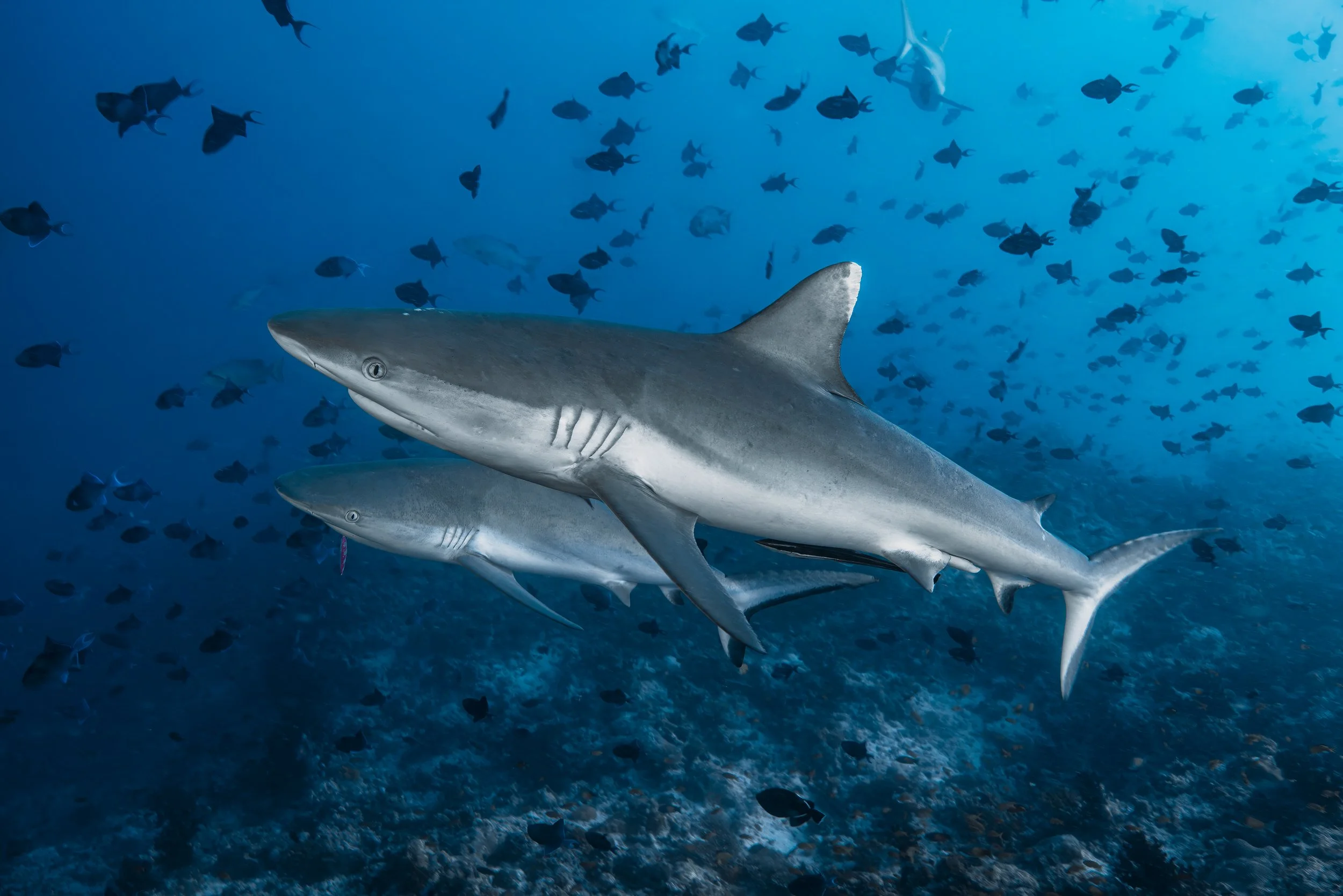Grey reef sharks - Maldives