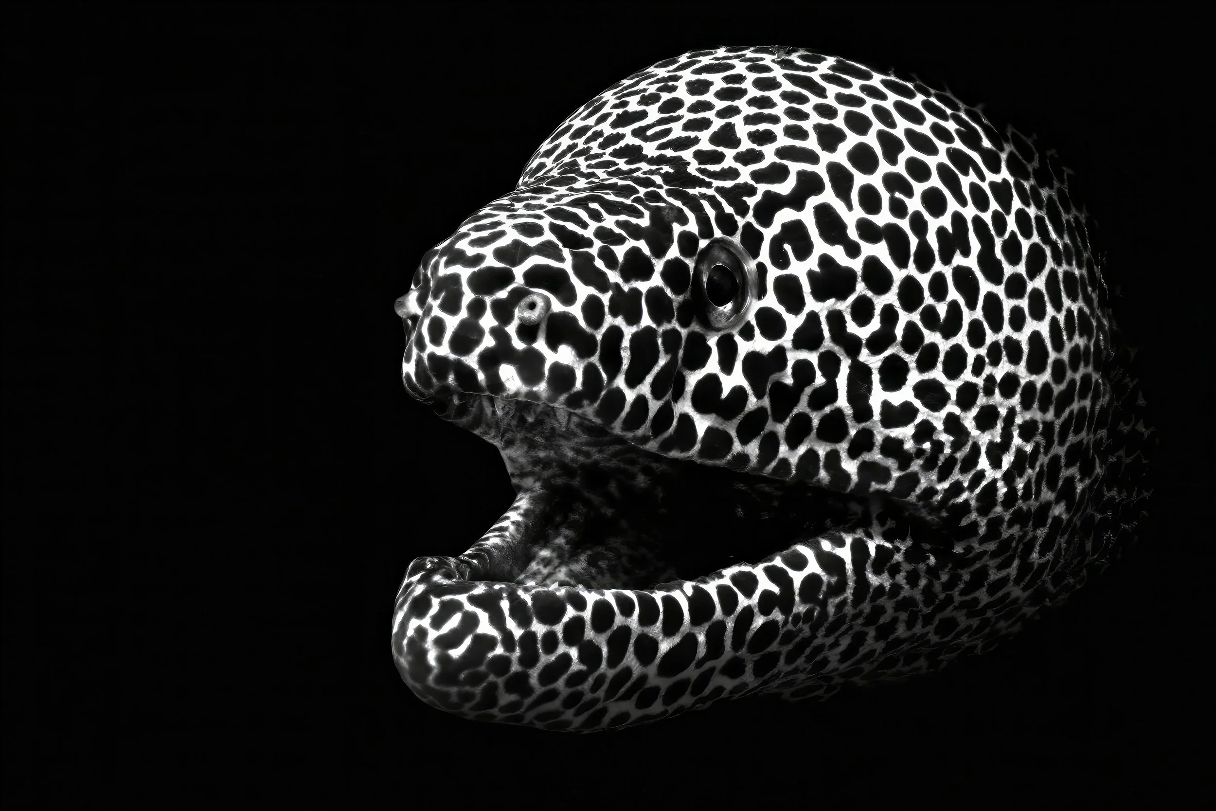 Blackspotted moray - Nosy Iranja Madagascar