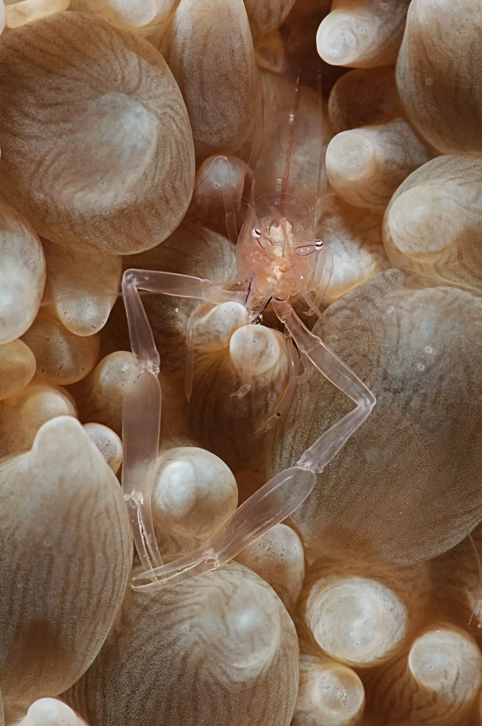 Bubble coral shrimp - Maldives