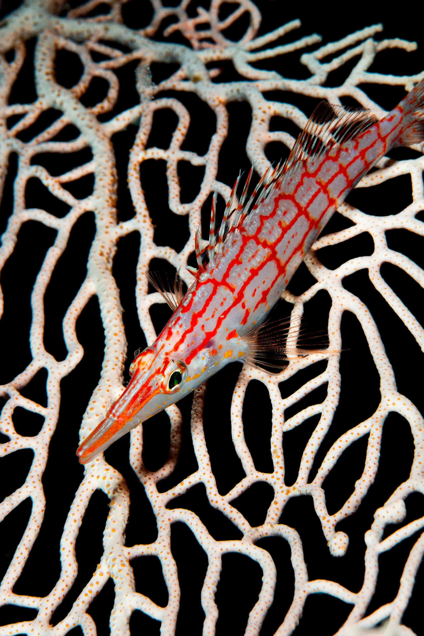 Longnose Hawkfish - Maldives
