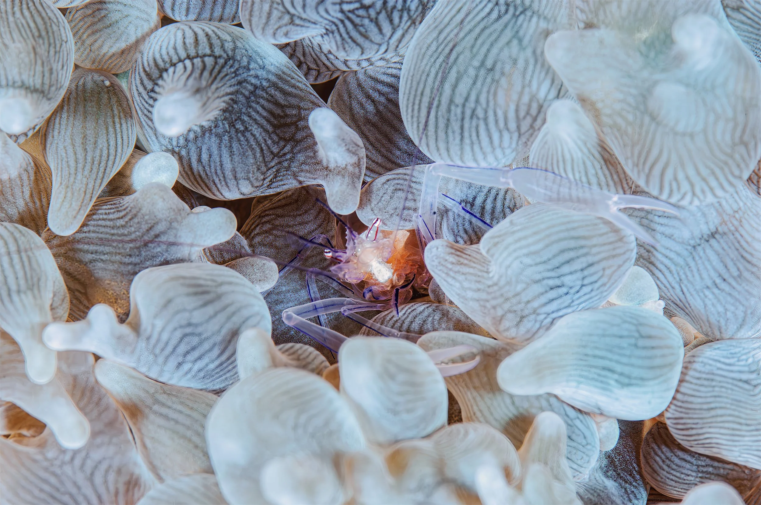 Bubble coral shrimp - Maldives