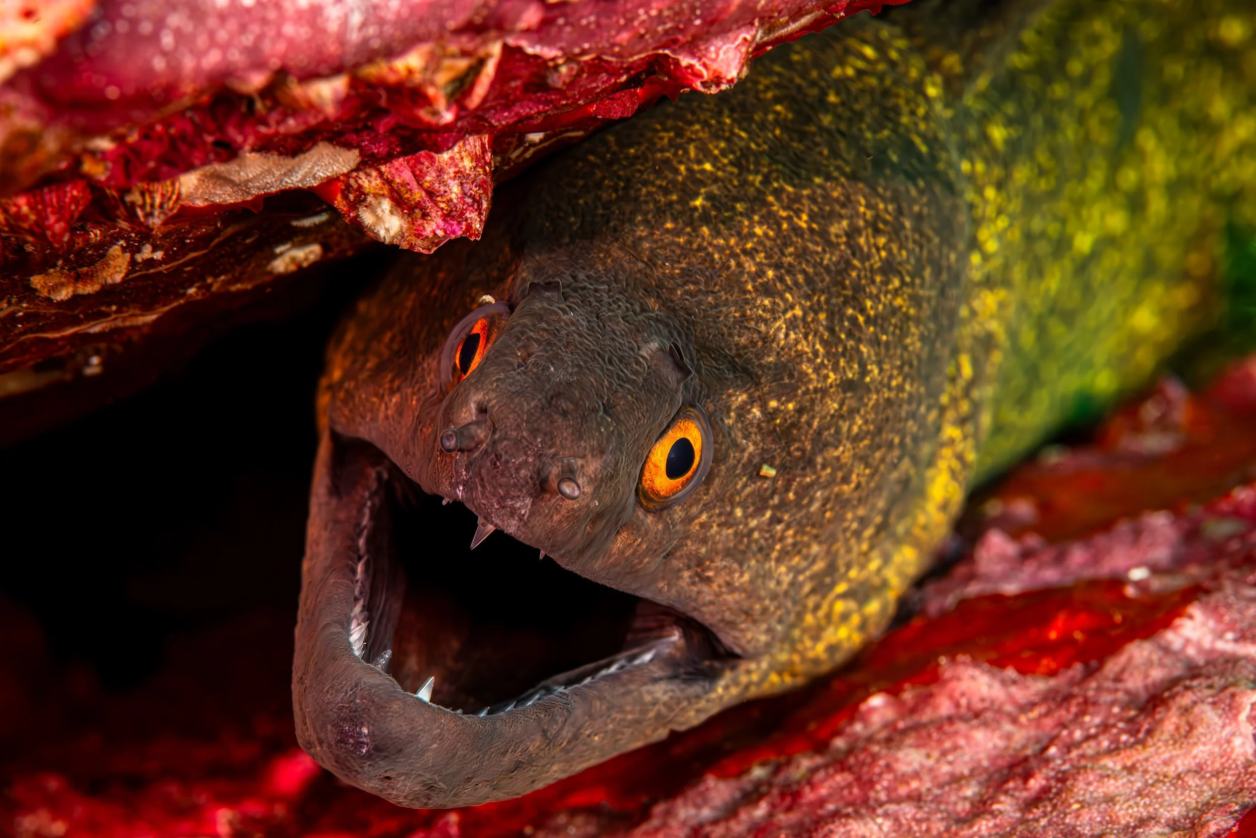 Into the Lair of the Giant Moray (Gymnothorax javanicus) - Maldives