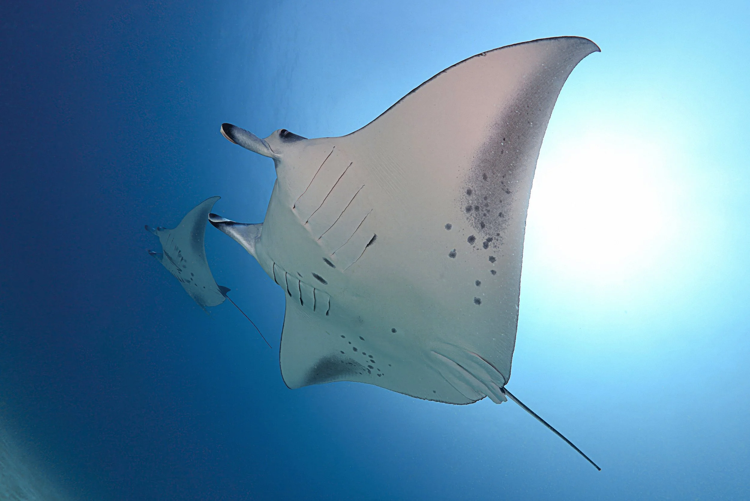 Manta ray - Maldives
