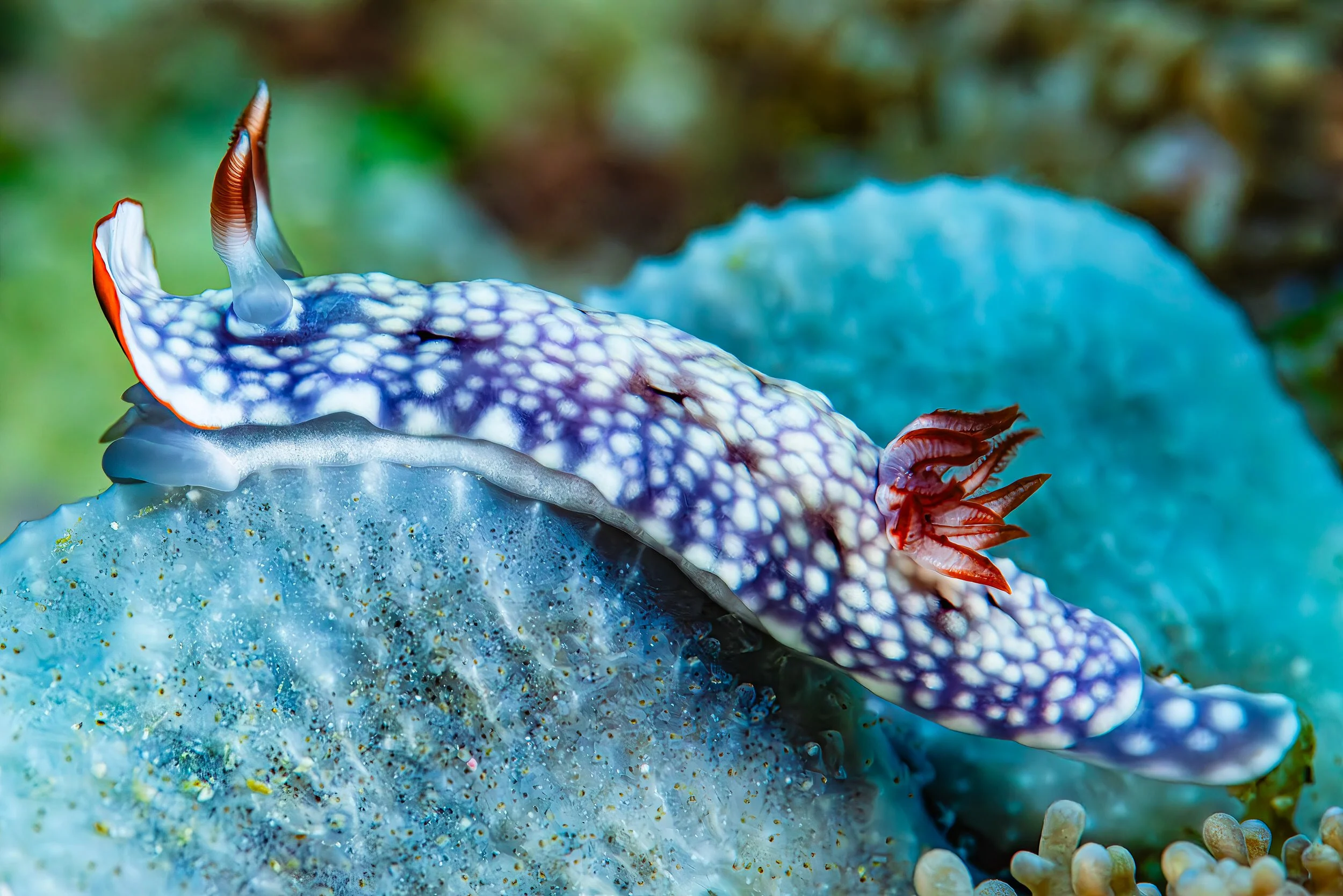 Vivid Elegance: A Nudibranch’s Journey Through the Subaquatic World - Maldives