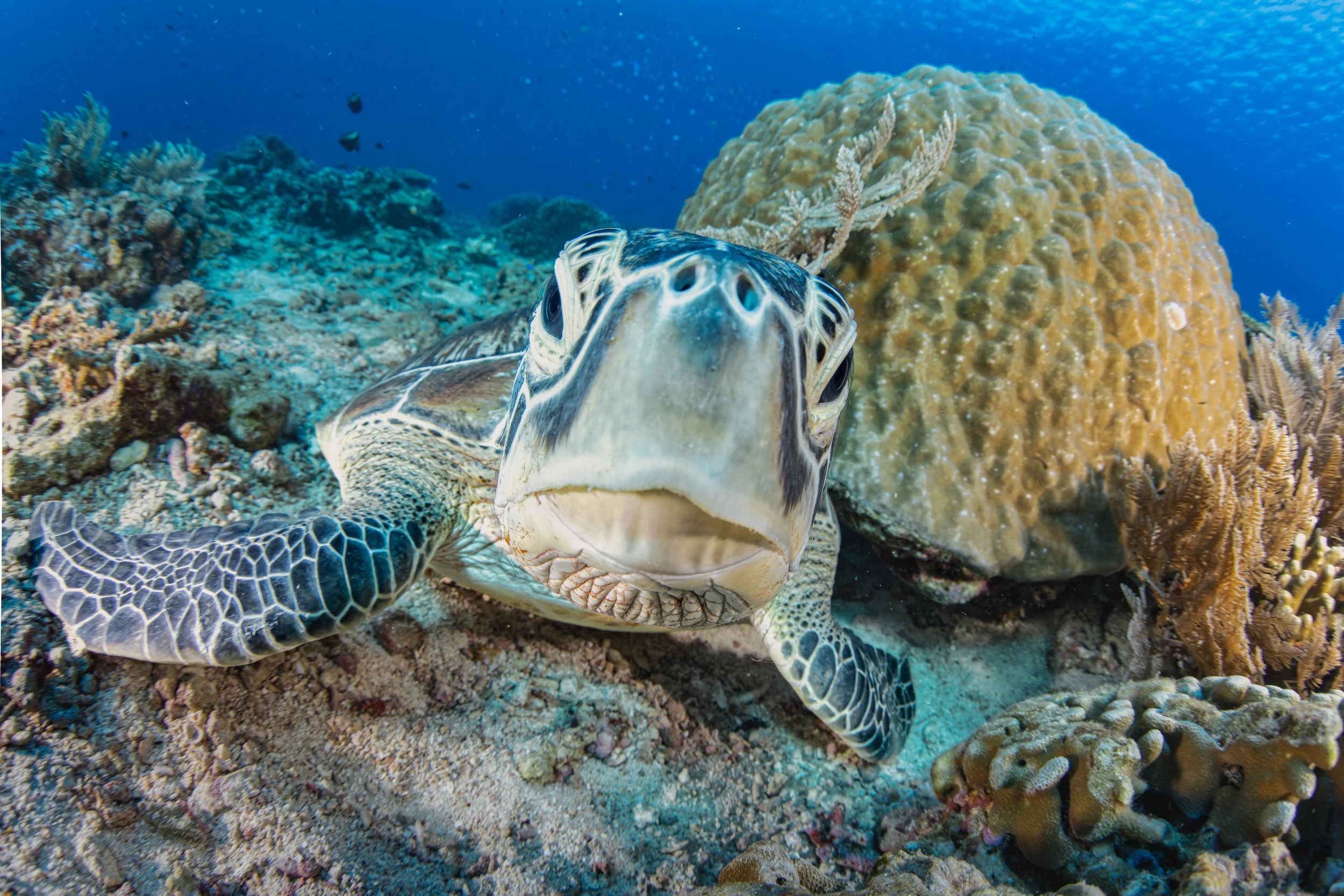 Green turtle portrait - Indonesia