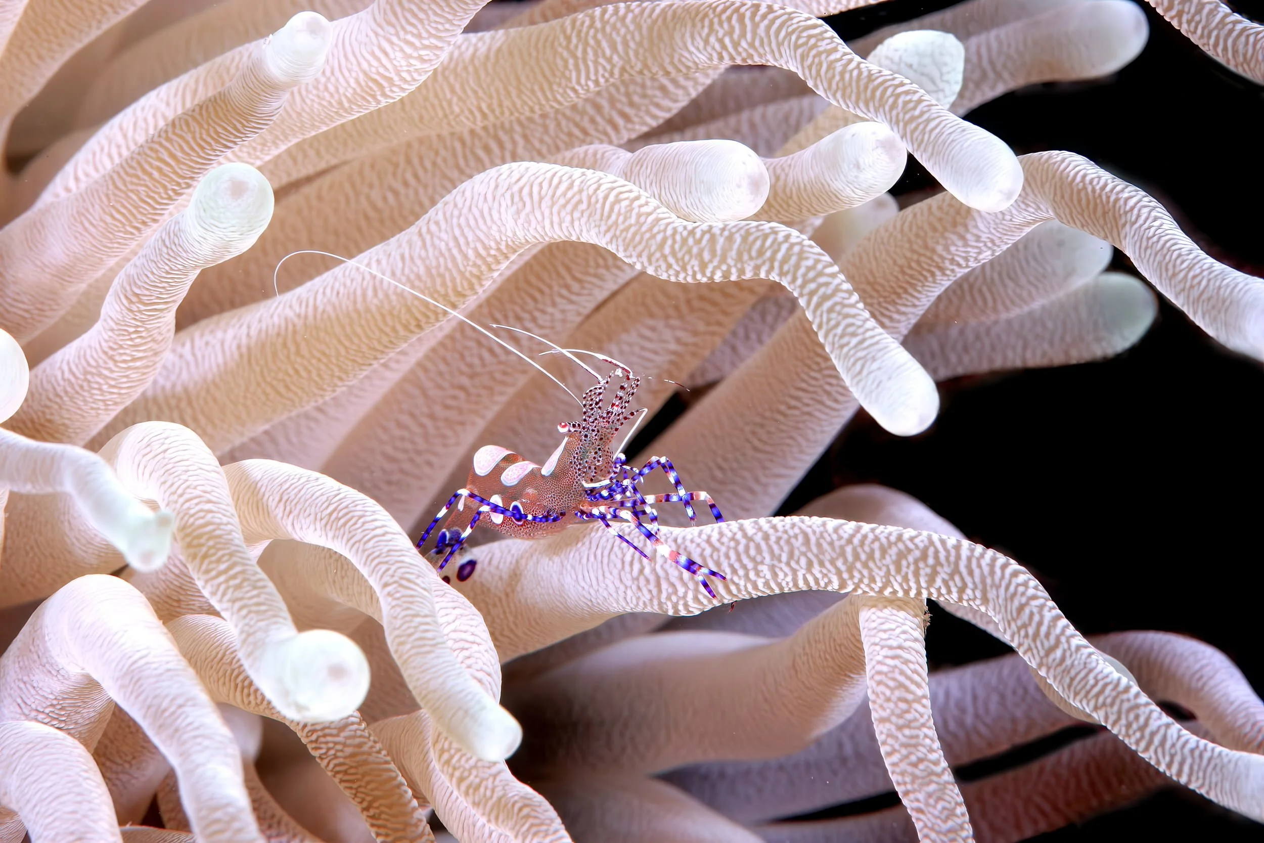 Spotted cleaner shrimp - Curaçao