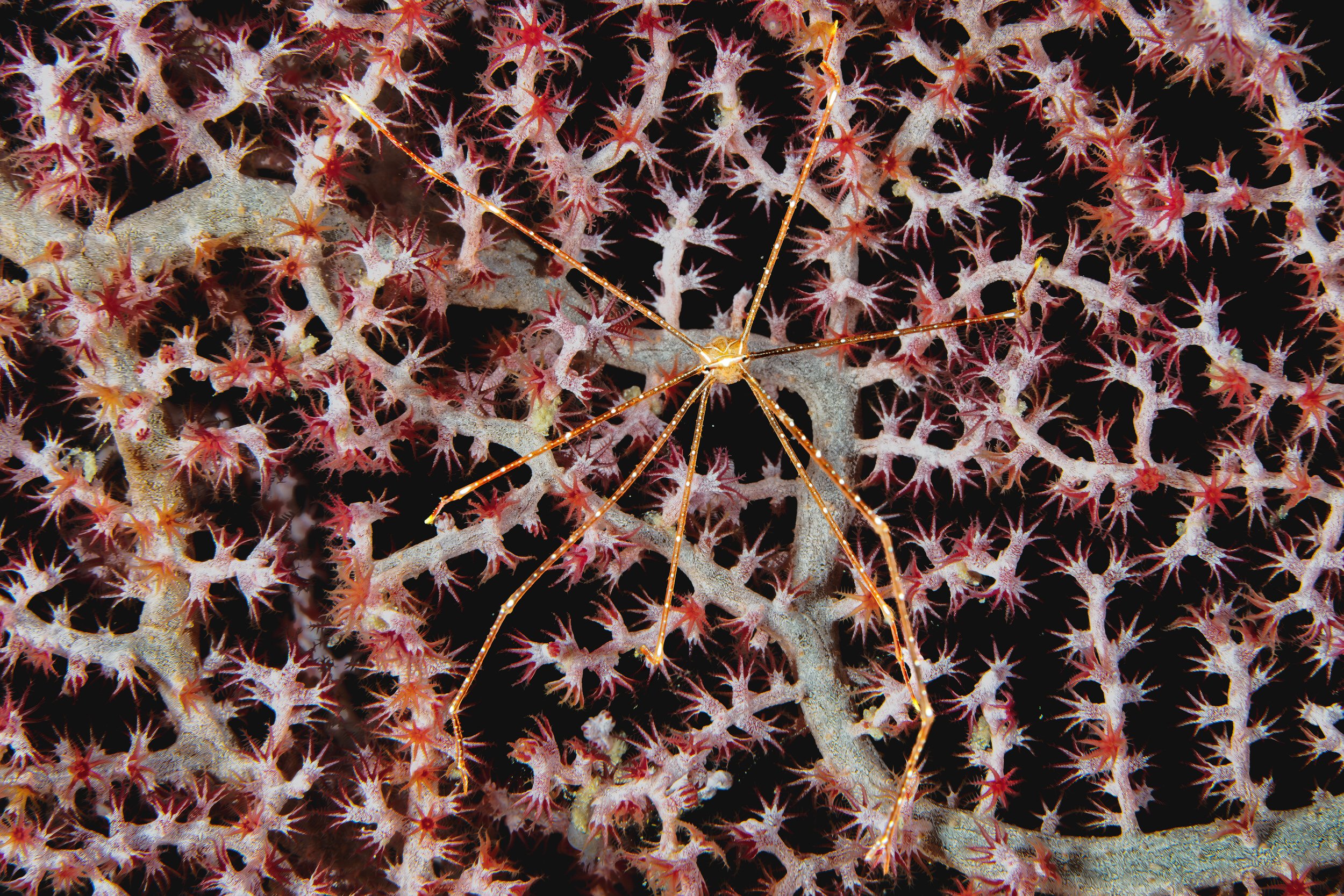 Spider crab - Indonesia