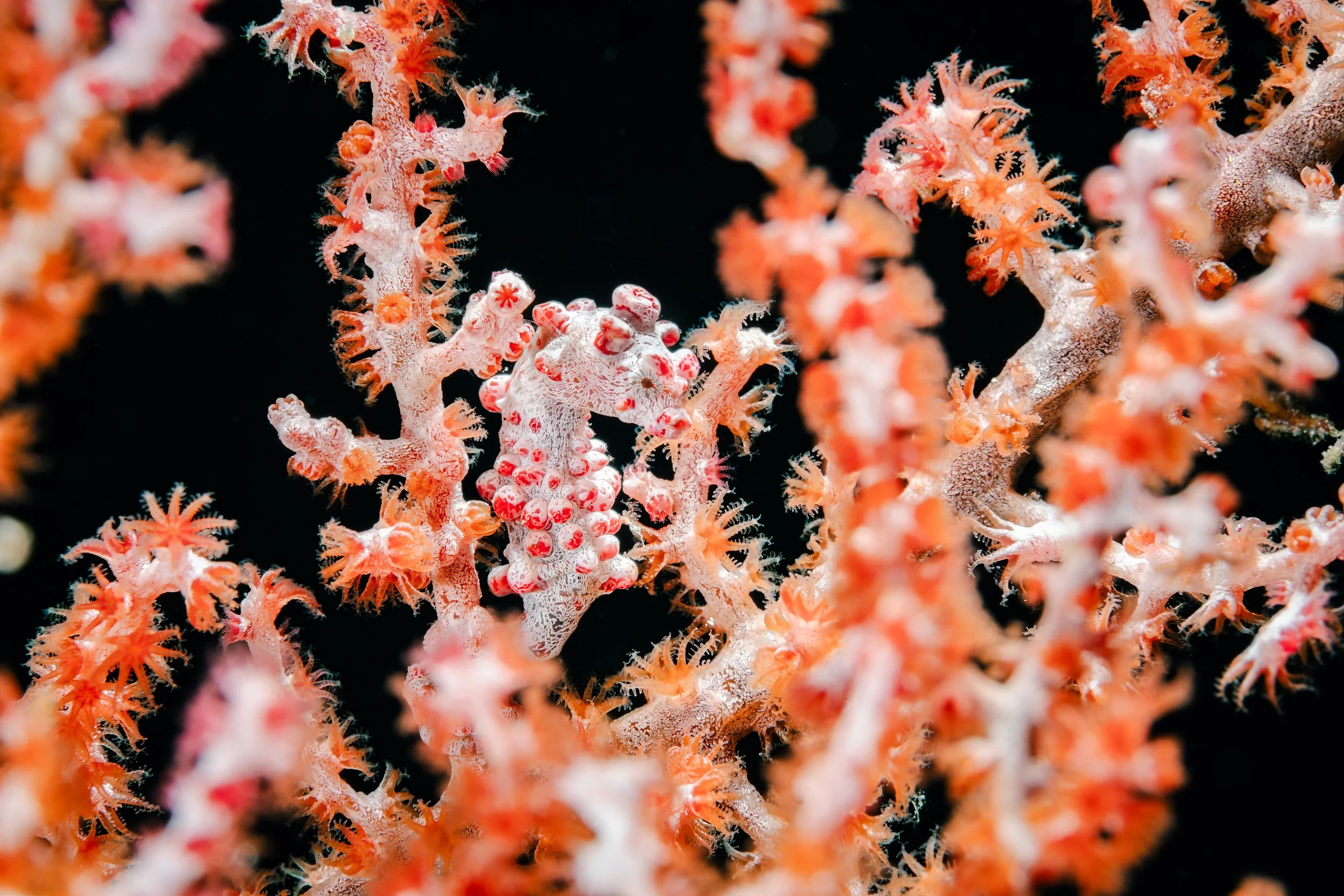 Pygmy seahorse - Indonesia