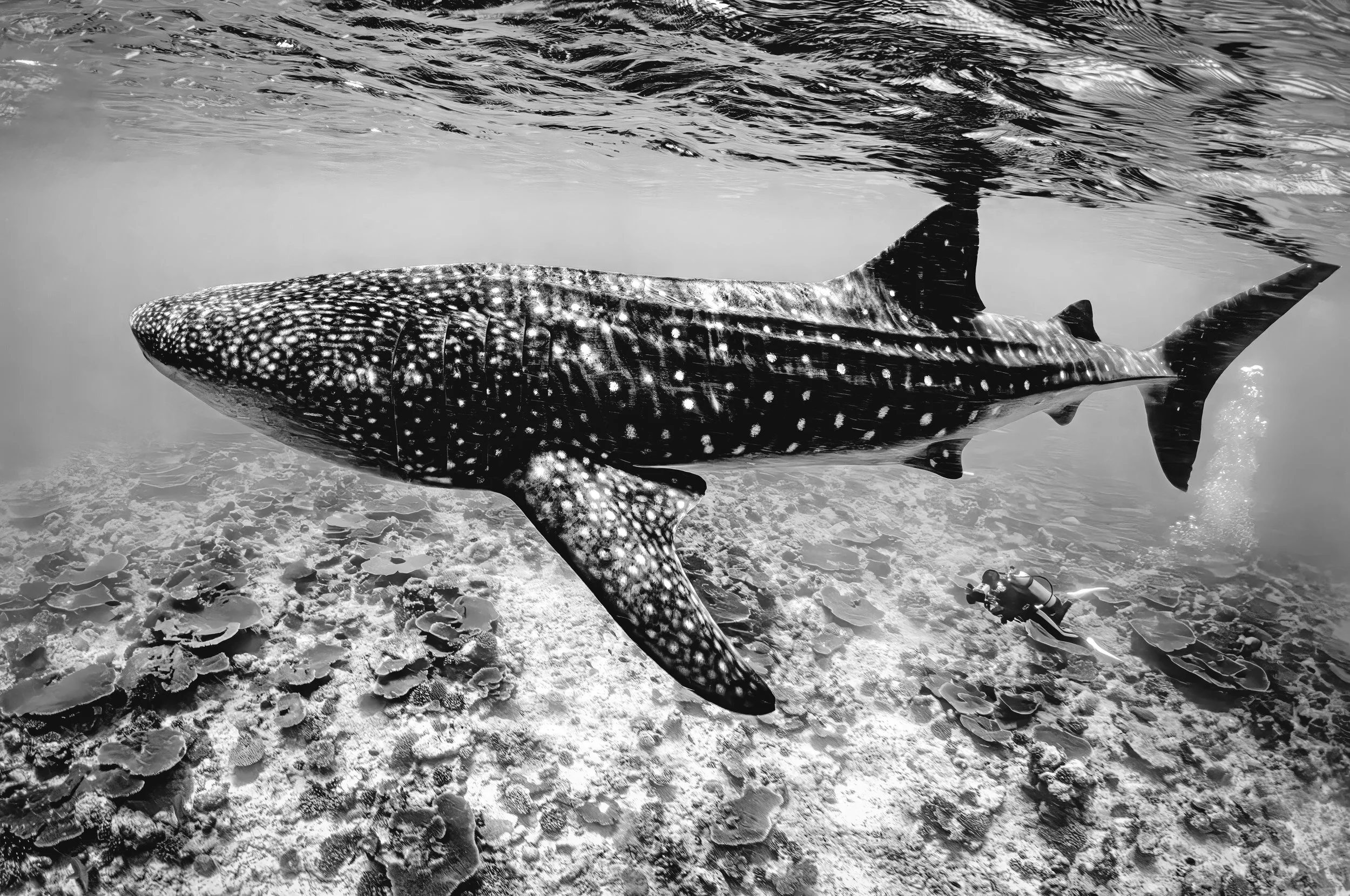 Whale shark - Maldives