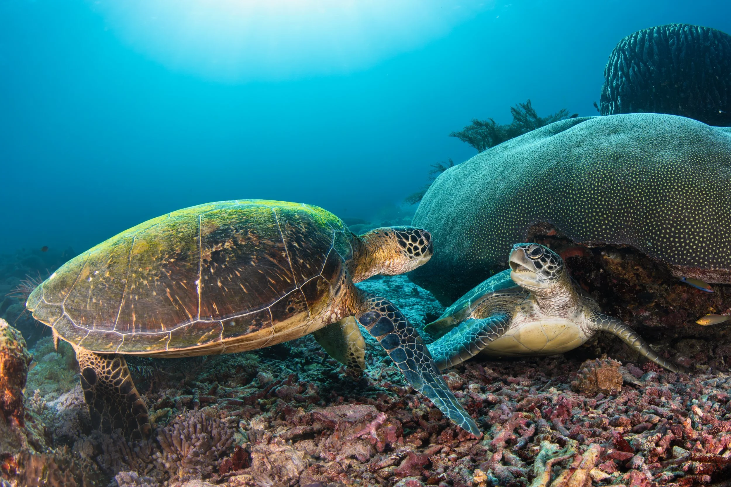 Two green turtles - Indonesia