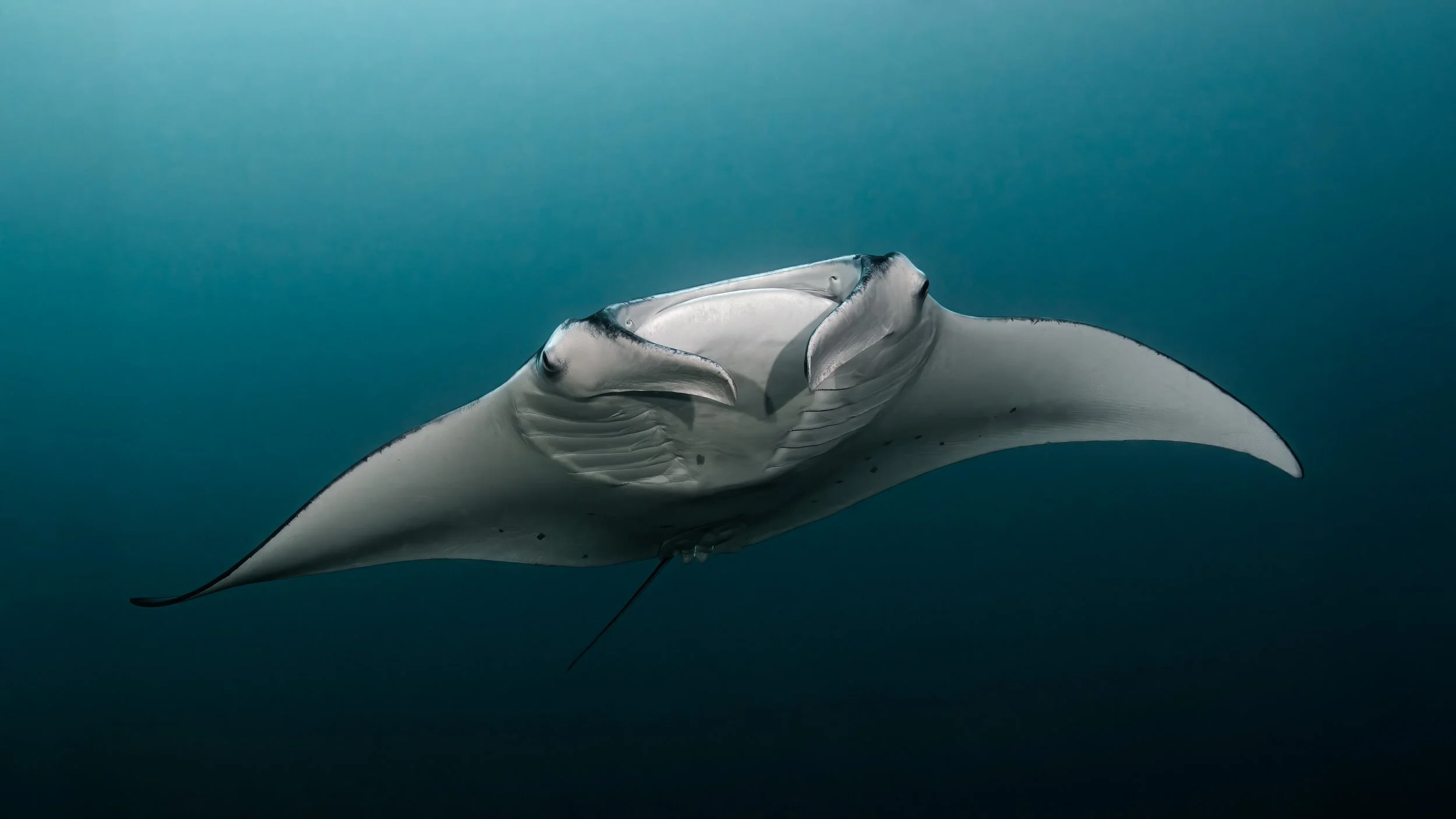 Oceanic Elegance: A Manta Ray in Perfect Symmetry - Maldives