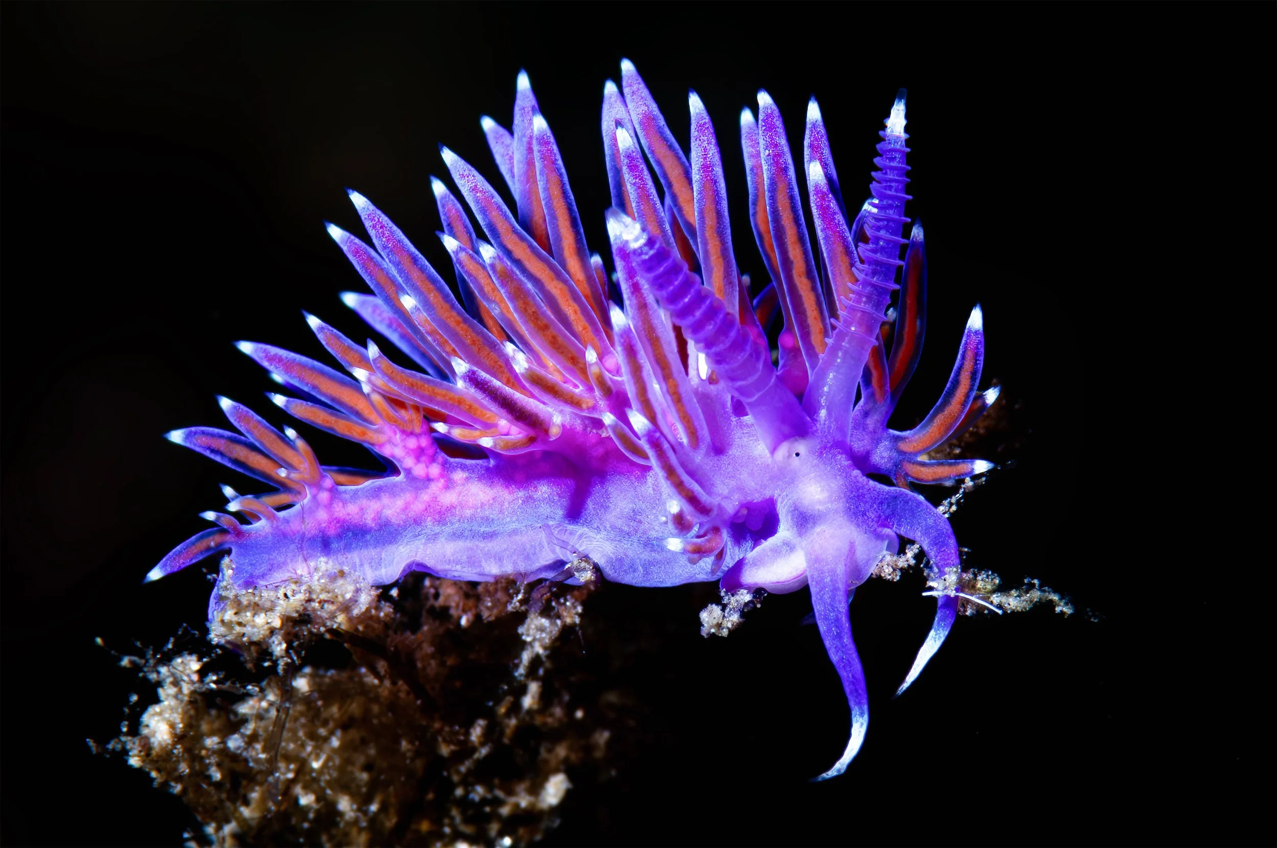 Flabellina, Sea slug - Corsica, France