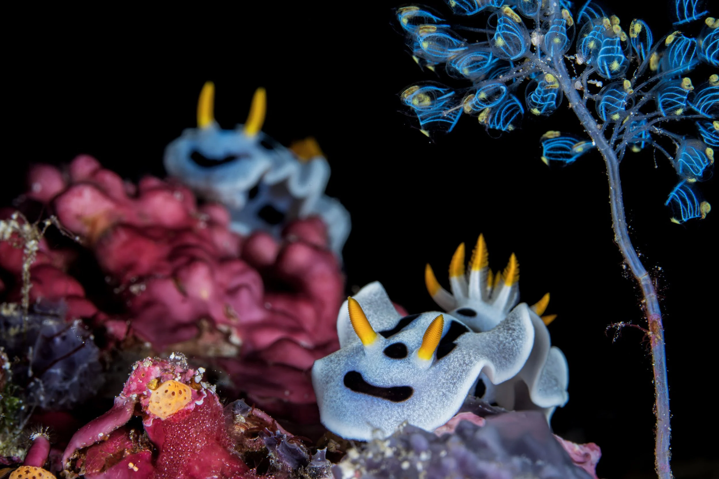 Diana’s doris and ascidians - Indonesia
