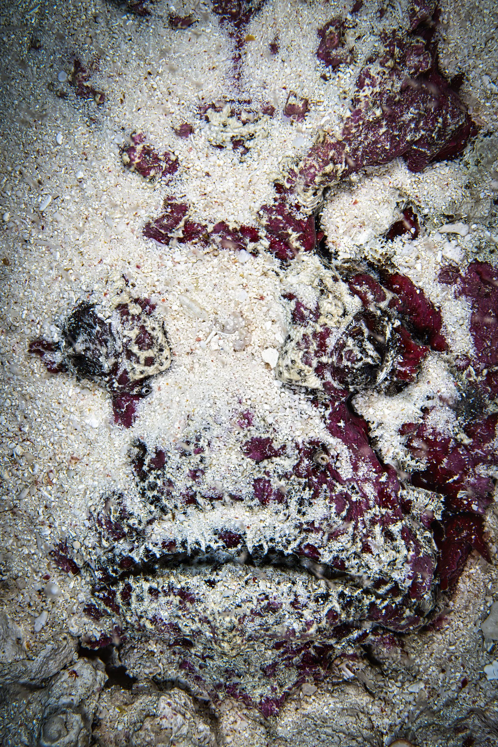 Stonefish - Indonesia