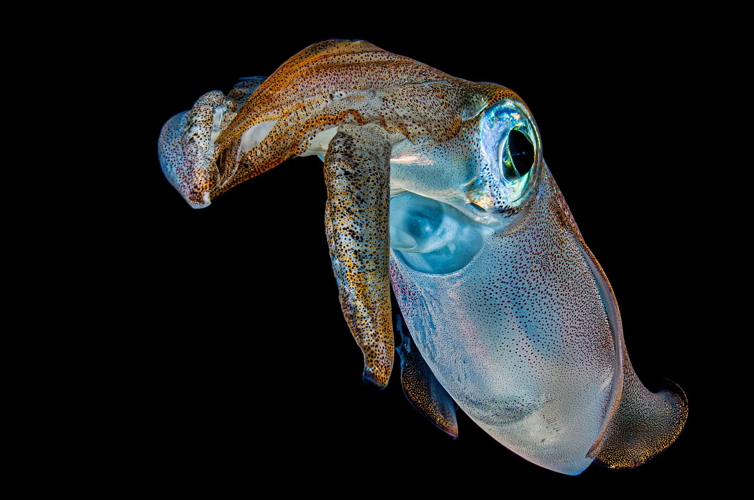 Bigfin Reef Squid - Saudi Arabia