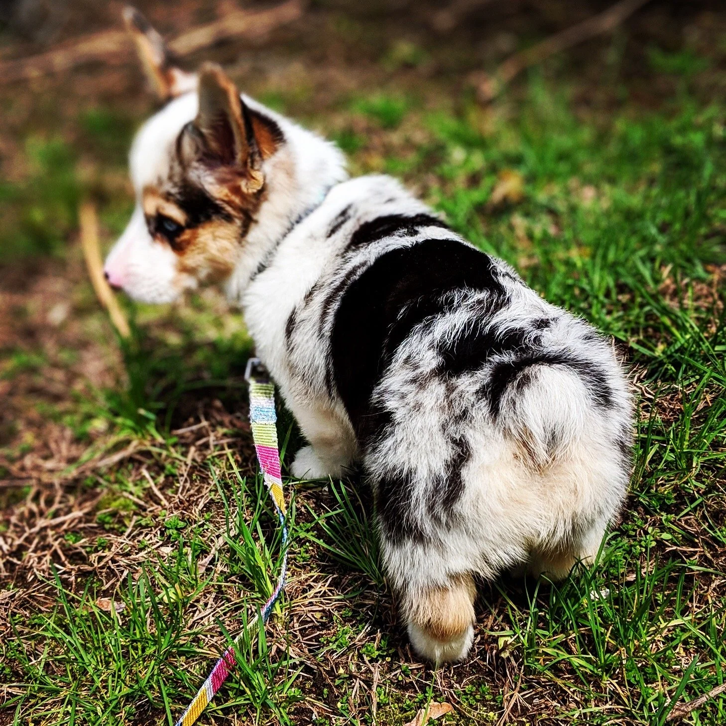 A waddle butt