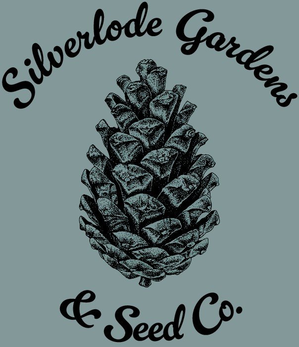 Black Knight Pincushion Seeds — Silverlode Gardens & Seed Co.