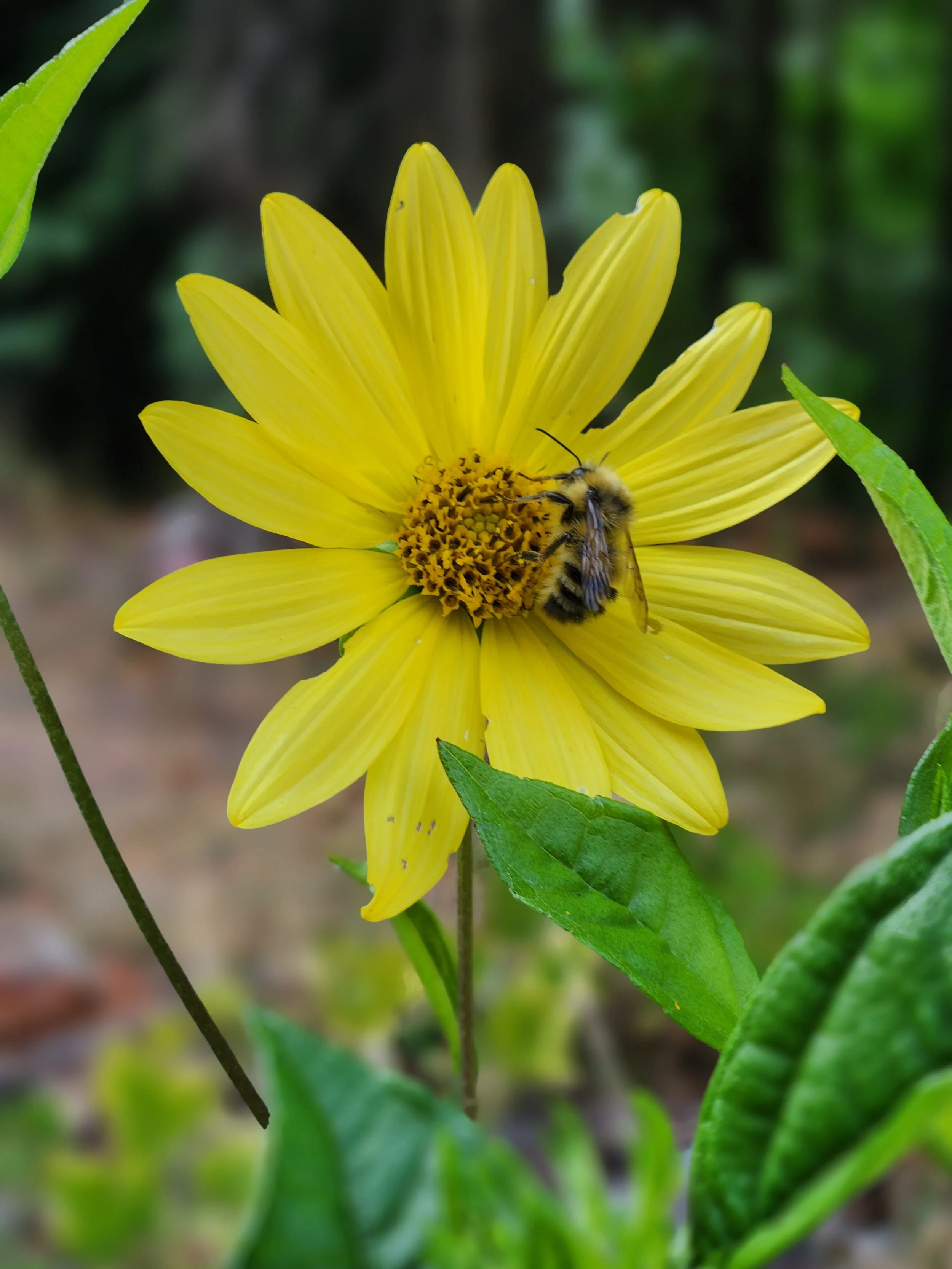 Perennial Sunflower