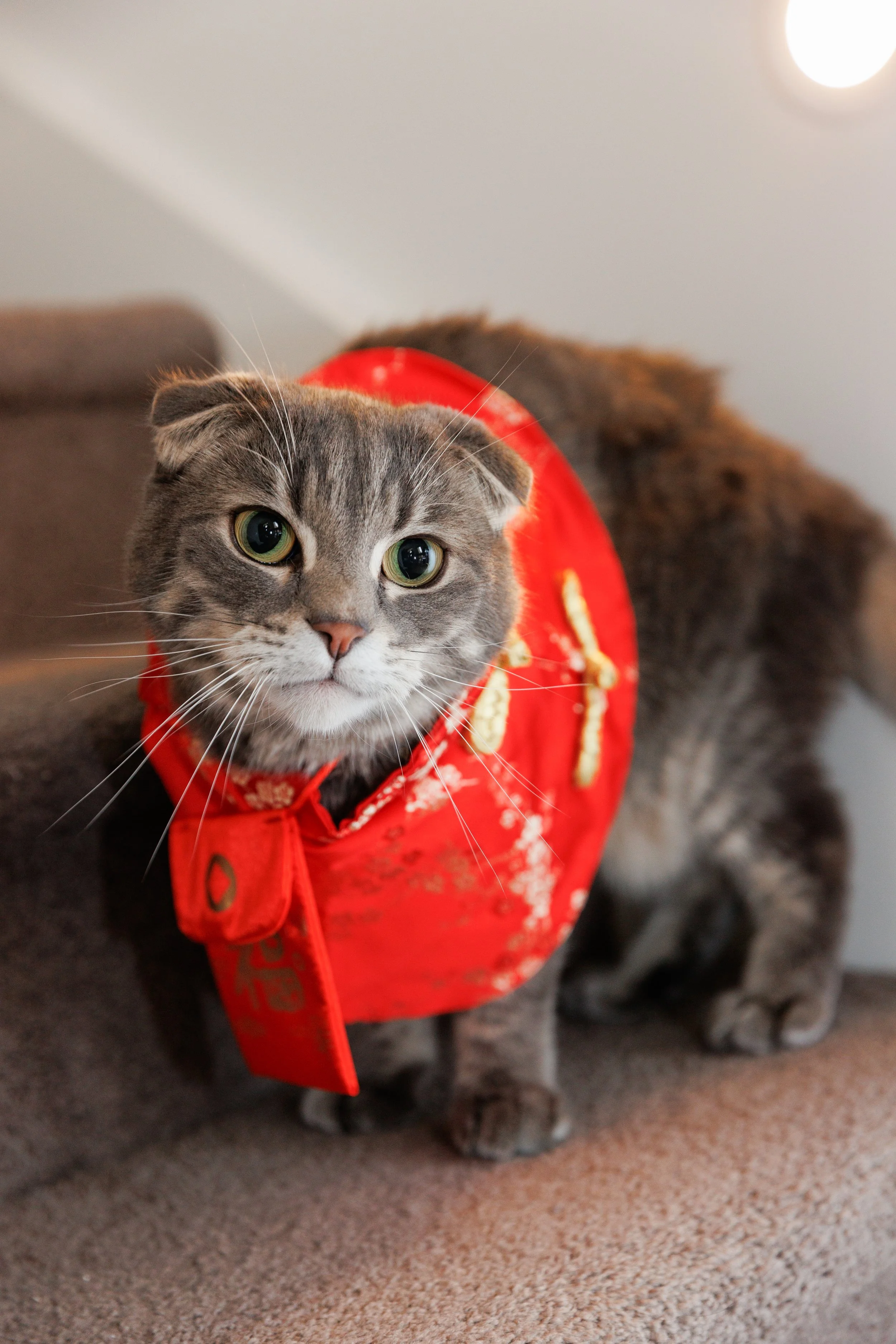 Cat dressed in a red Vietnamese outfit, adding a playful touch to the traditional tea ceremony