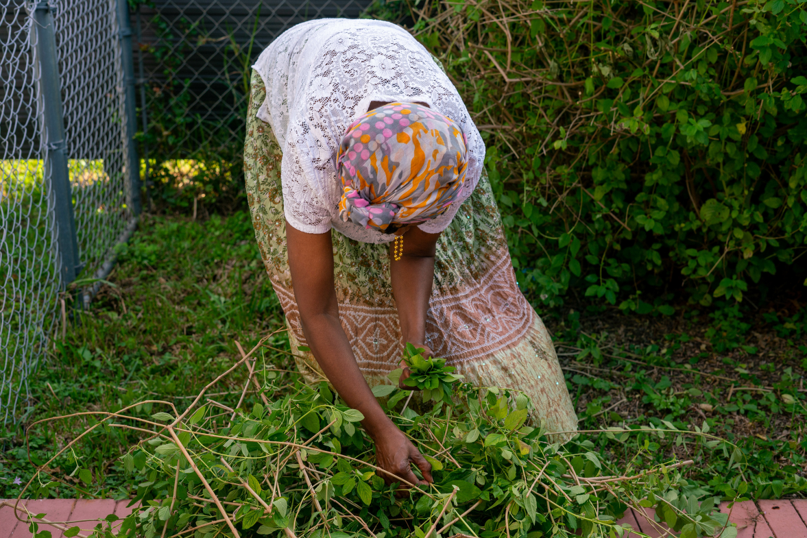 Person bending over, gathering green plants in a garden, wearing a patterned headscarf and colorful dress.