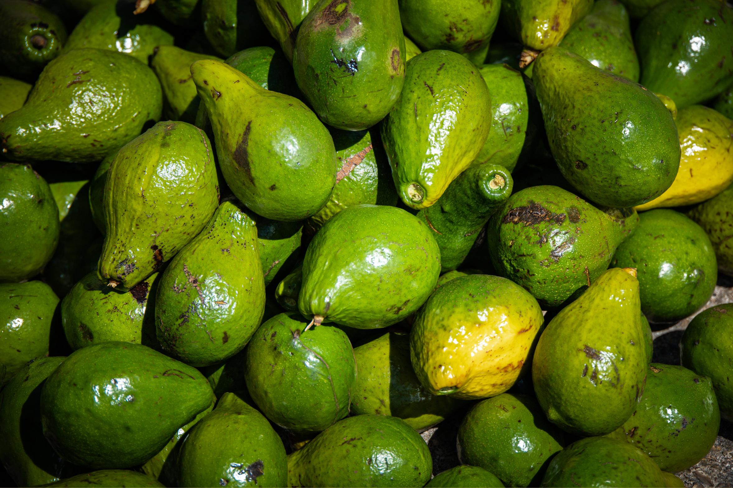 A pile of fresh green avocados with glossy skins.