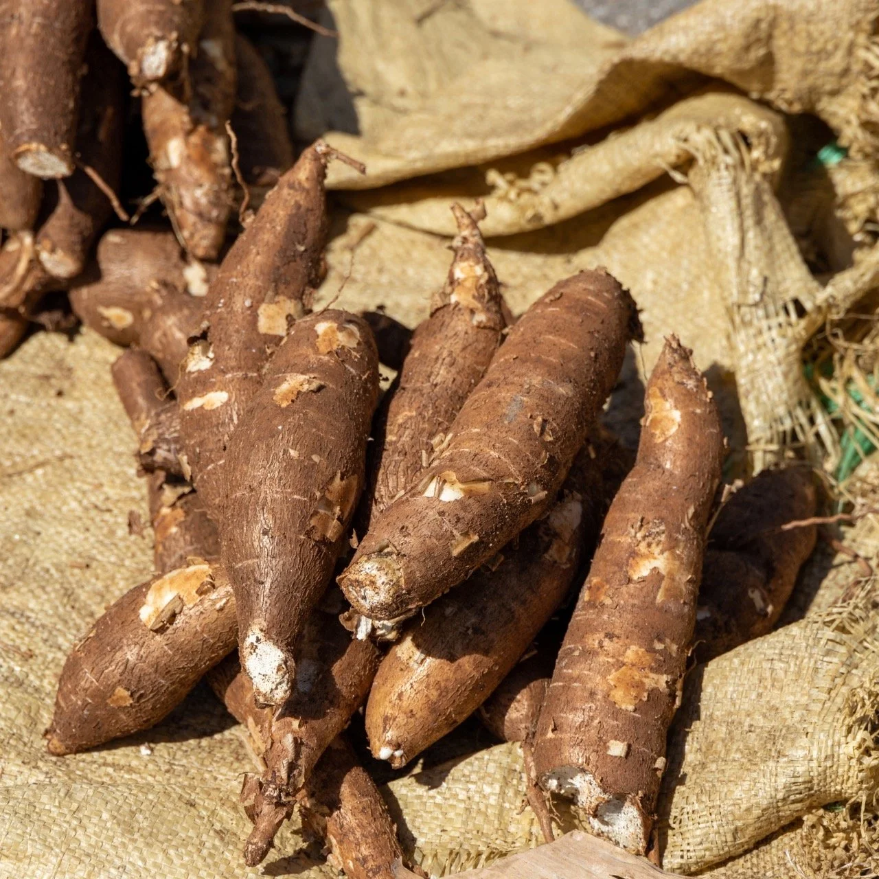 Pile of raw cassava tubers on burlap sack