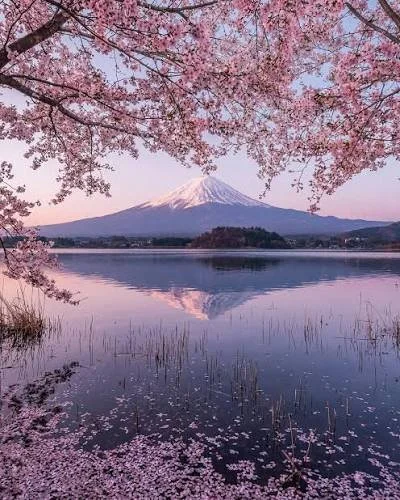 Travel Guide: Japan Cherry Blossom / Spring Sakura Season