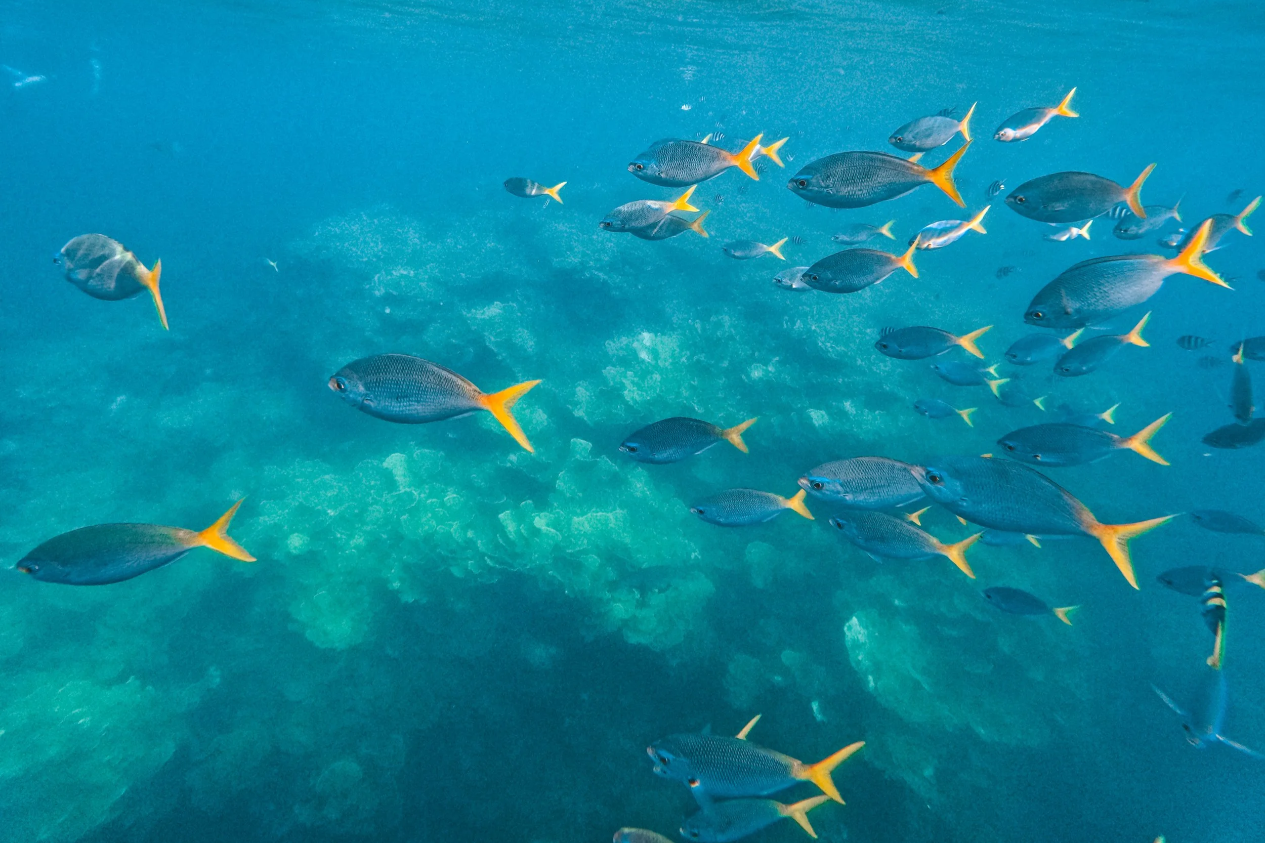 Fish while snorkelling in Palau with Impac Tours