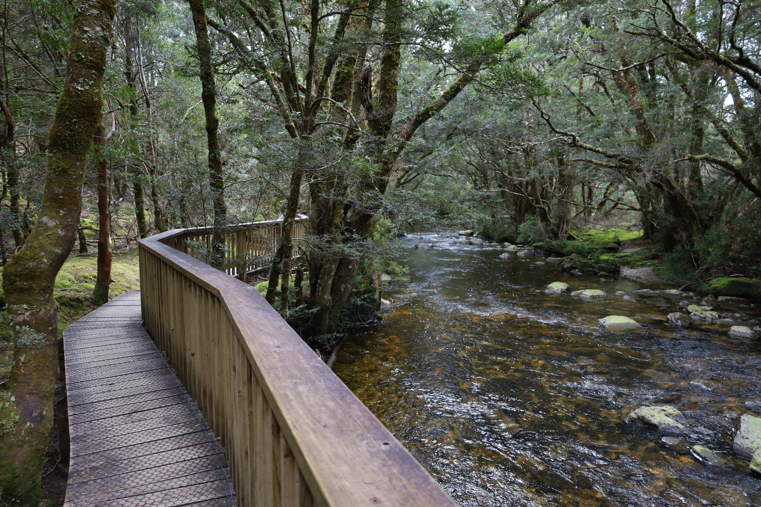 The sheltered Enchanted Walk at Cradle Mountain, suitable for families