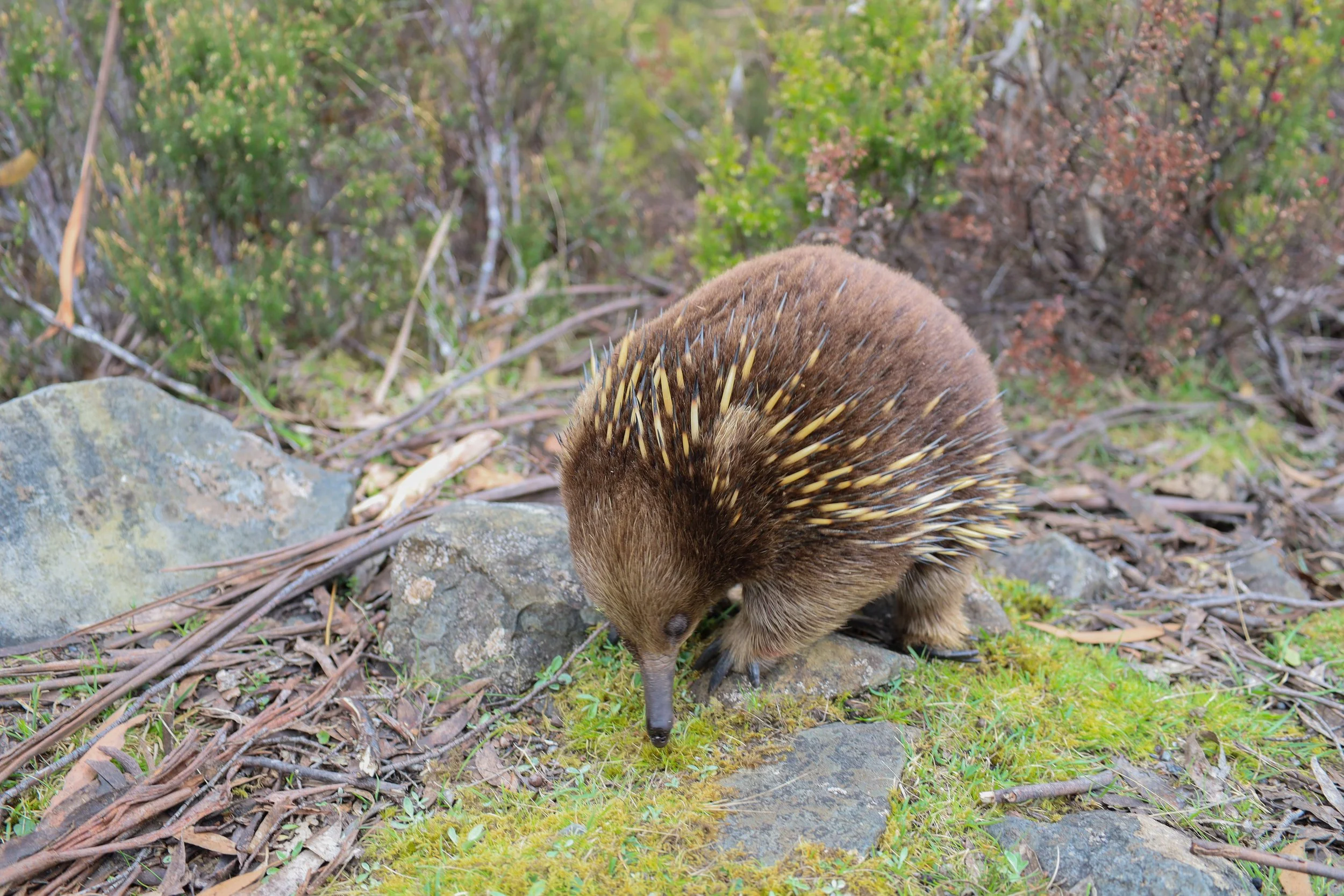 Echidnas at Cradle Mountain in Tasmania