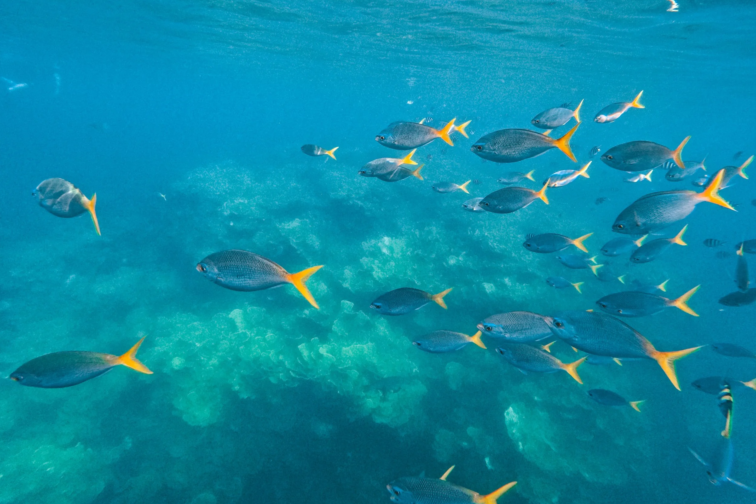 Underwater wildlife in Palau