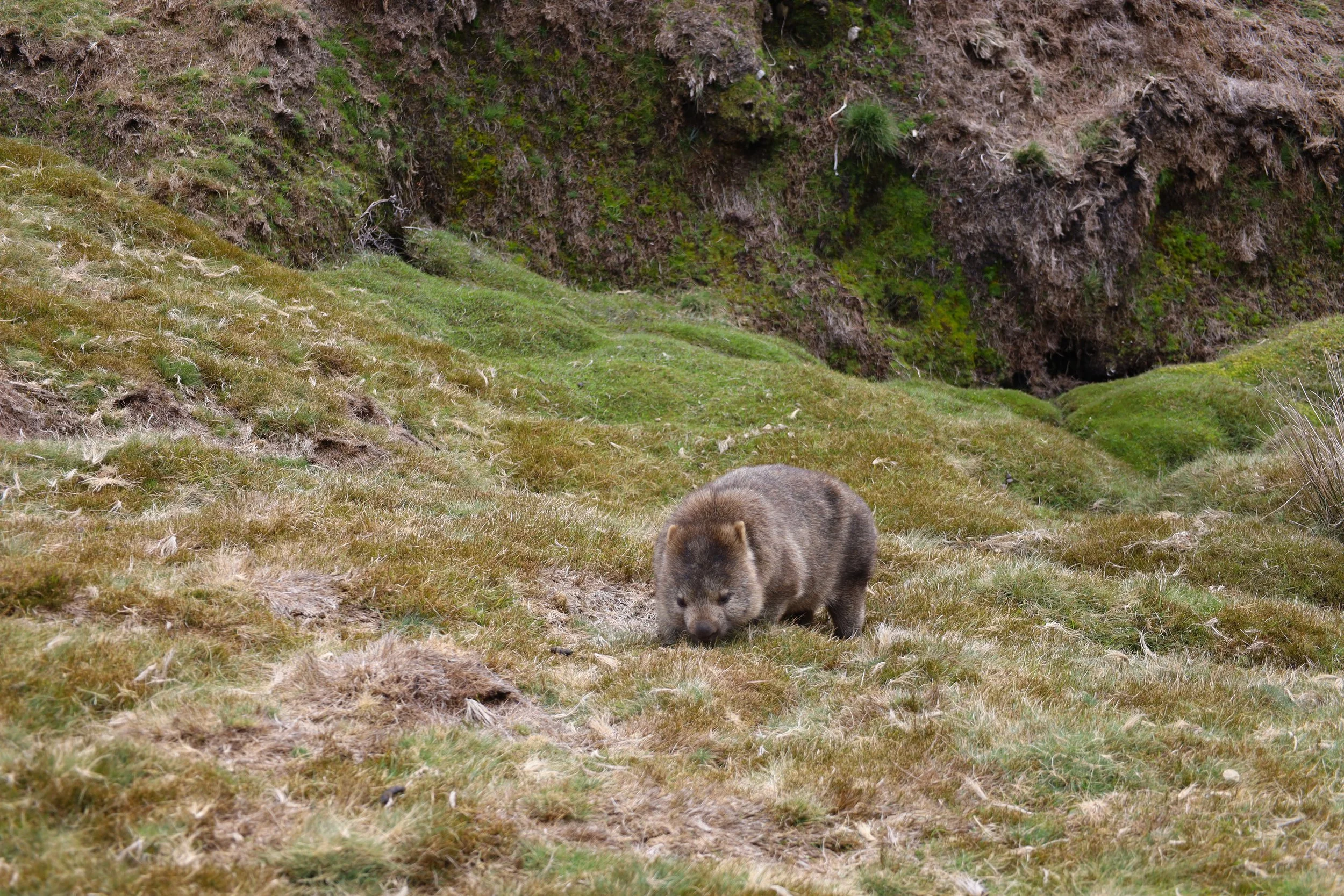 Wombats on the Overland Track at Cradle Mountain in Tasmania