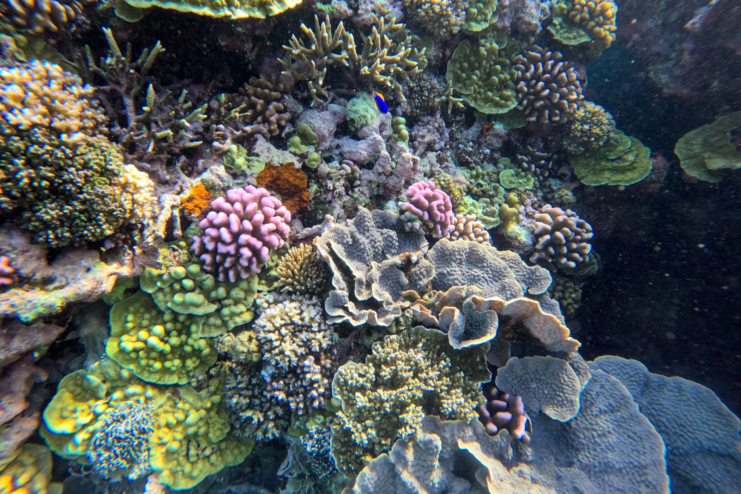 The coral in Blue Hole 2, Tanna Island, Vanuatu