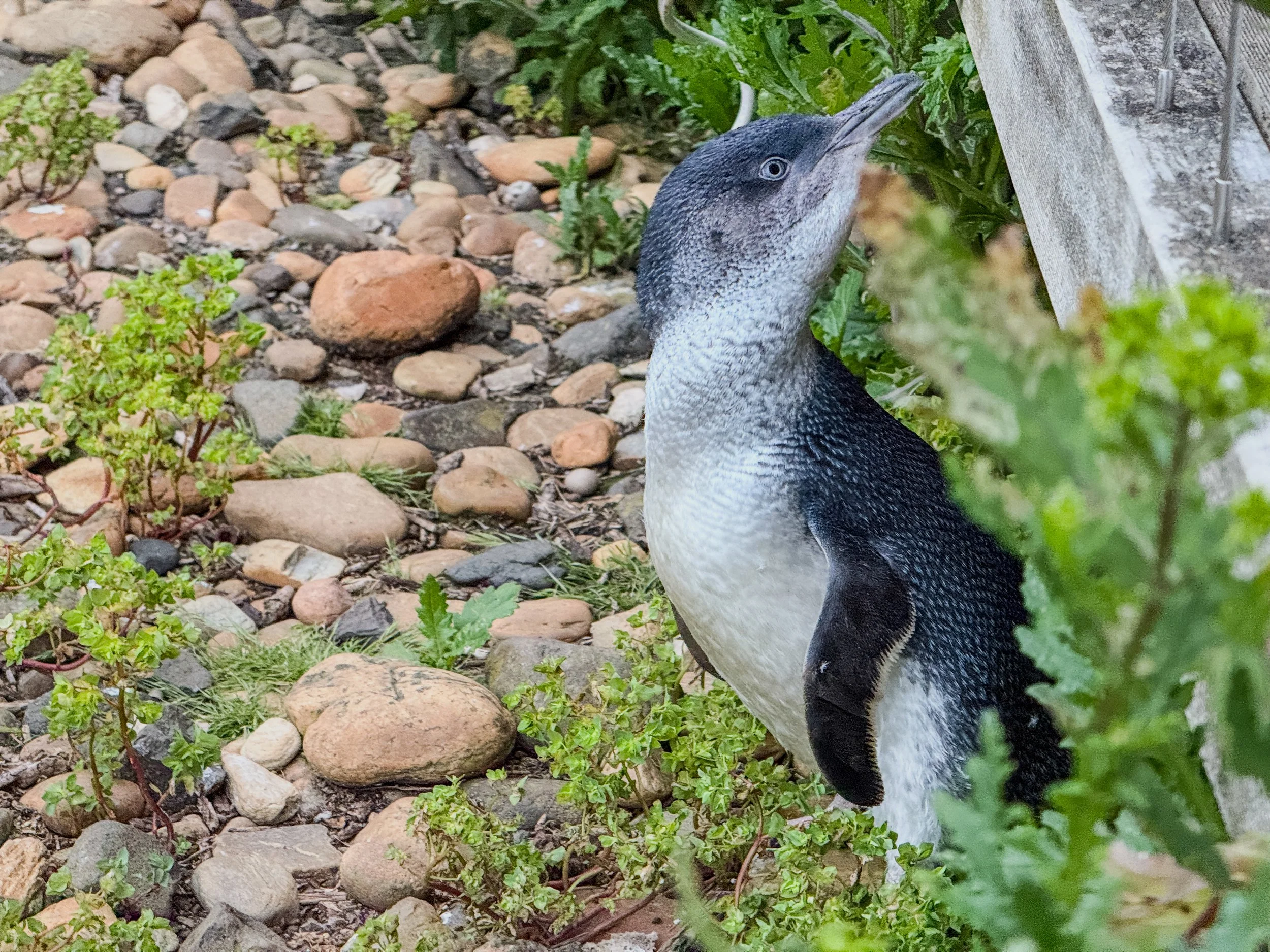 Penguins at Lillico, Tasmania