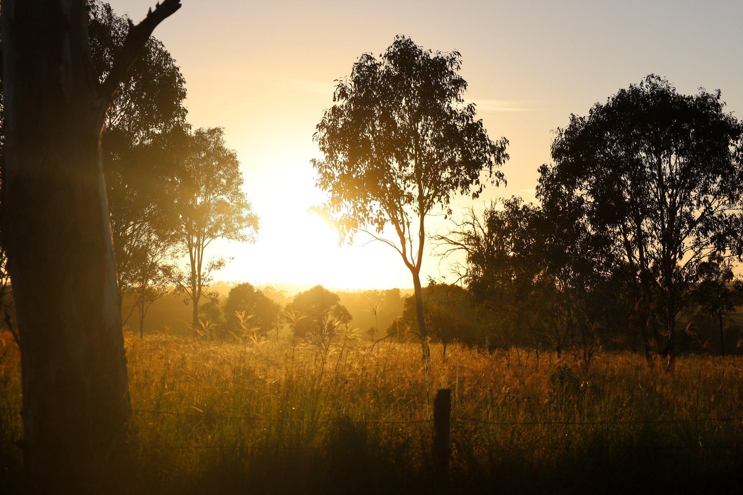 Sunrise through the trees in outback Queensland, in the South Burnett region